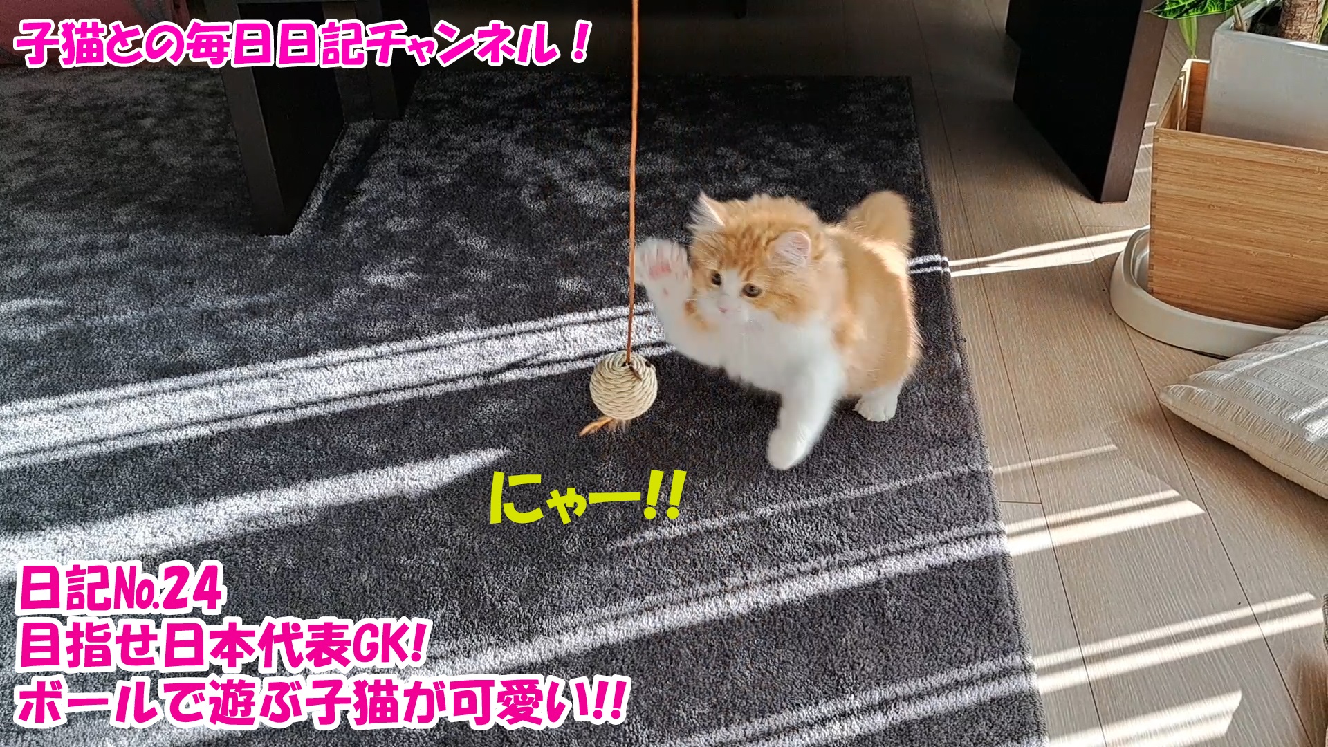 【ネコ】子猫との毎日日記チャンネル！～マロンくん～こねこ日記№24目指せ日本代表GK！ボールで遊ぶ子猫が可愛い！！