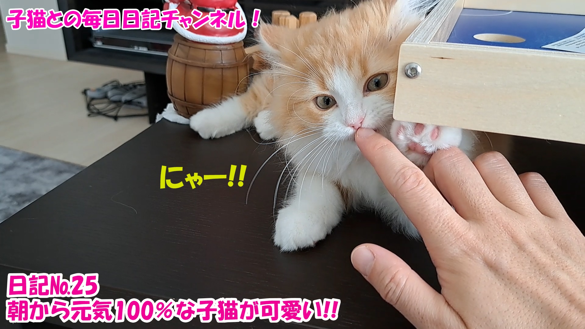 【ネコ】子猫との毎日日記チャンネル！～マロンくん～こねこ日記№25朝から元気100％な子猫が可愛い！