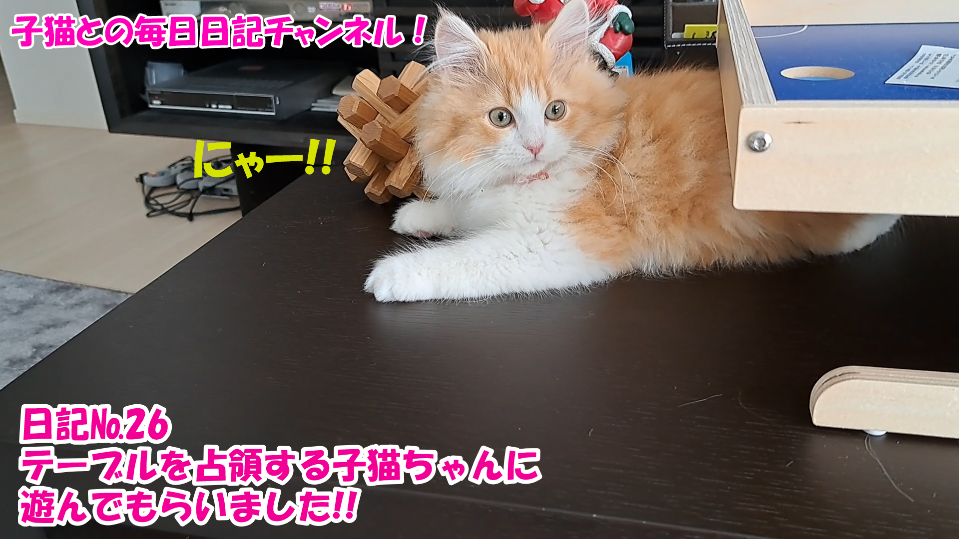 【ネコ】子猫との毎日日記チャンネル！～マロンくん～こねこ日記№26テーブルを占領する子猫ちゃんに遊んでもらいました！！