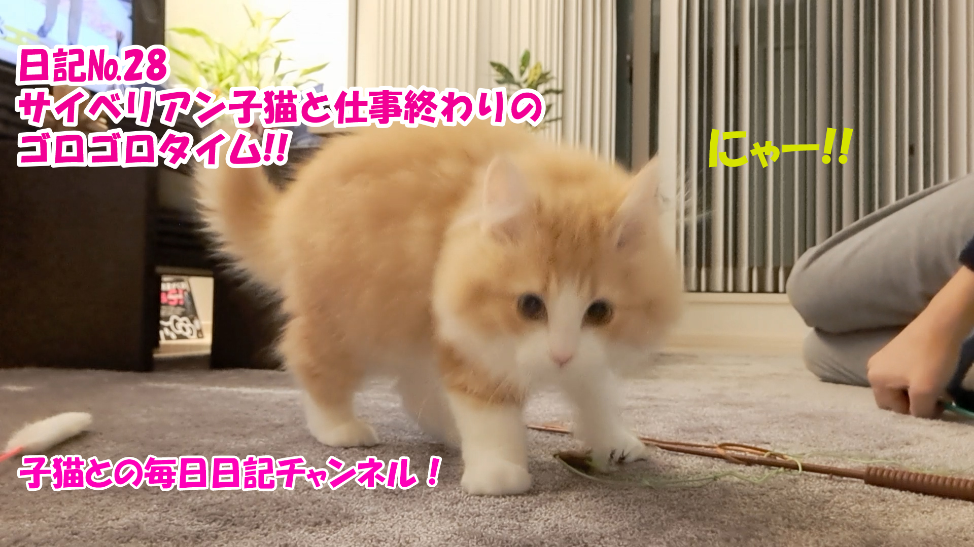 【ネコ】子猫との毎日日記チャンネル！～マロンくん～こねこ日記№28サイベリアン子猫と仕事終わりのゴロゴロタイム！