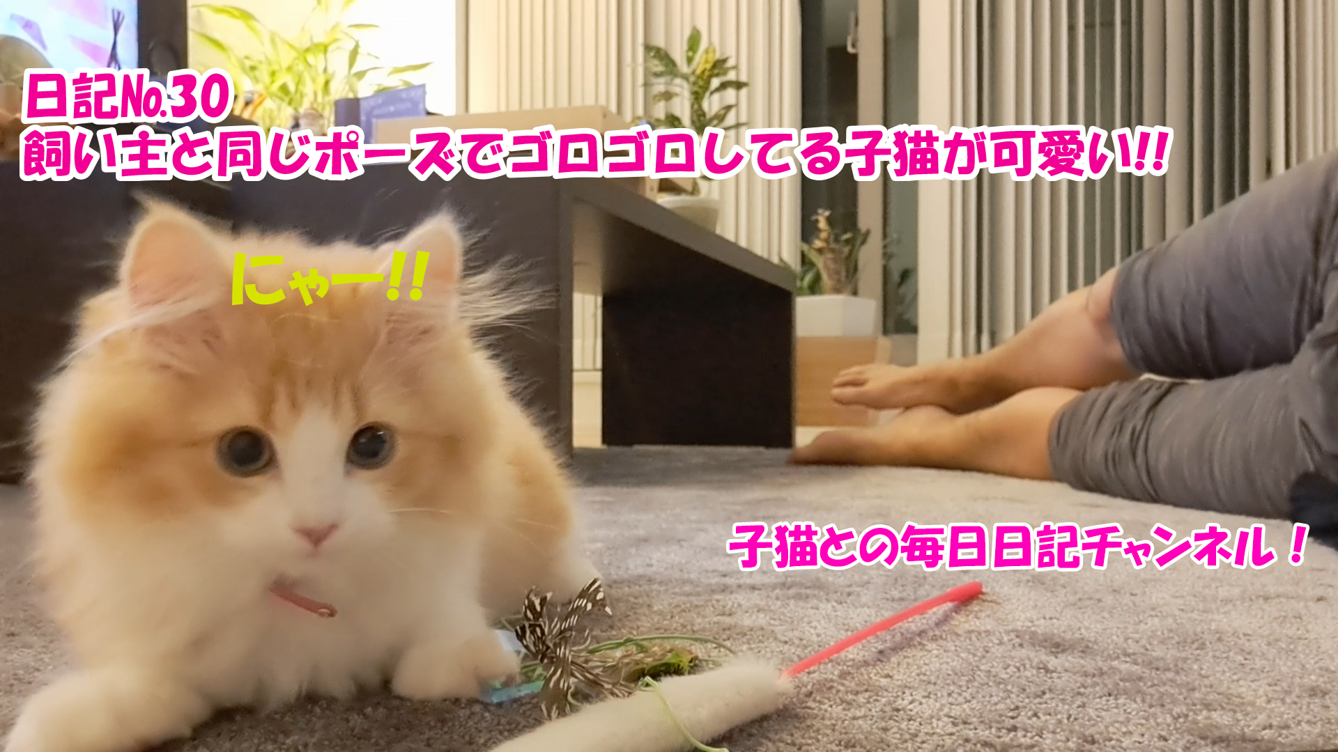 【ネコ】子猫との毎日日記チャンネル！～マロンくん～こねこ日記№30飼い主と同じポーズでゴロゴロしてる子猫が可愛い！！