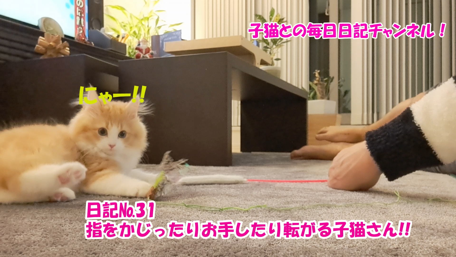 【ネコ】子猫との毎日日記チャンネル！～マロンくん～こねこ日記№31指をかじったりお手したり転がる子猫さん！！