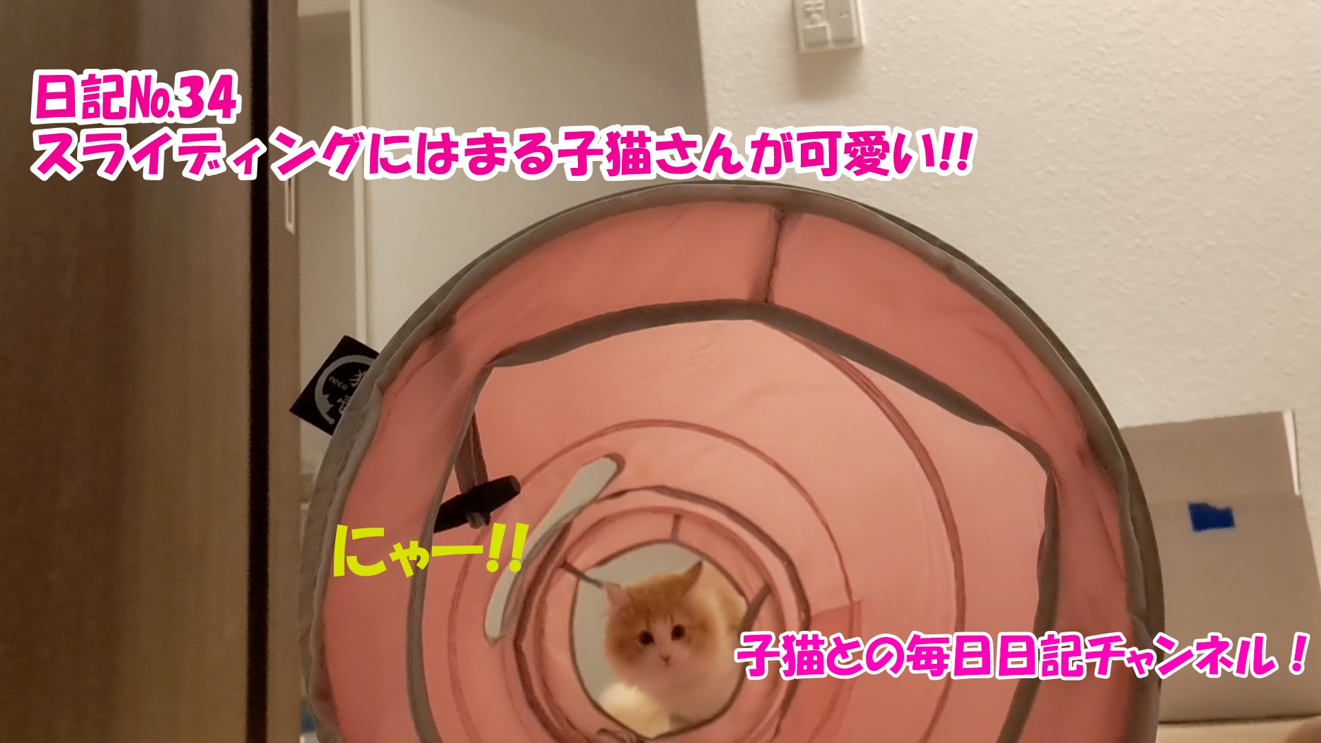 【ネコ】子猫との毎日日記チャンネル！～マロンくん～こねこ日記№34スライディングにはまる子猫さんが可愛い！！