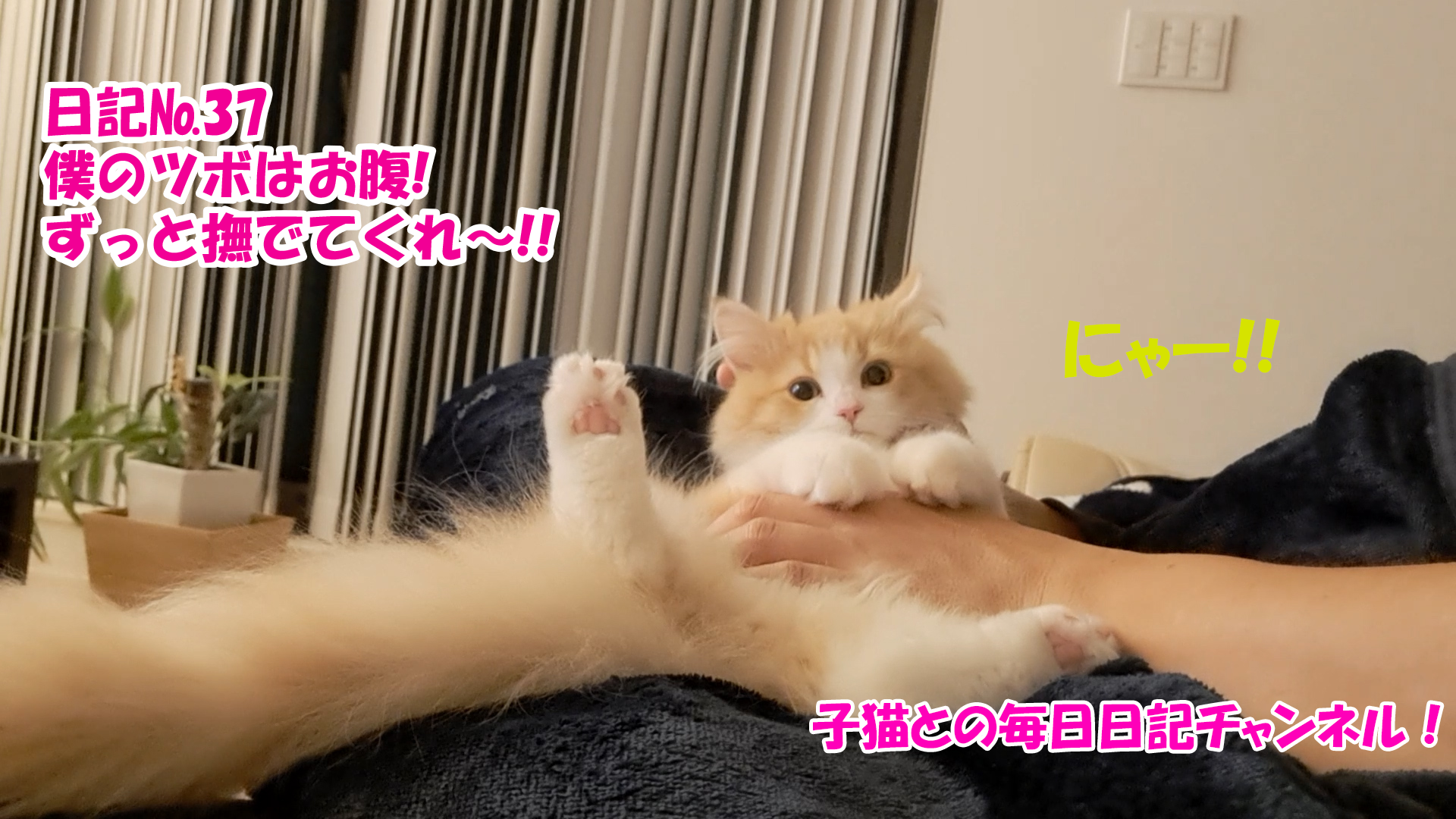 【ネコ】子猫との毎日日記チャンネル！～マロンくん～こねこ日記№37僕のツボはお腹！ずっと撫でてくれ～！！