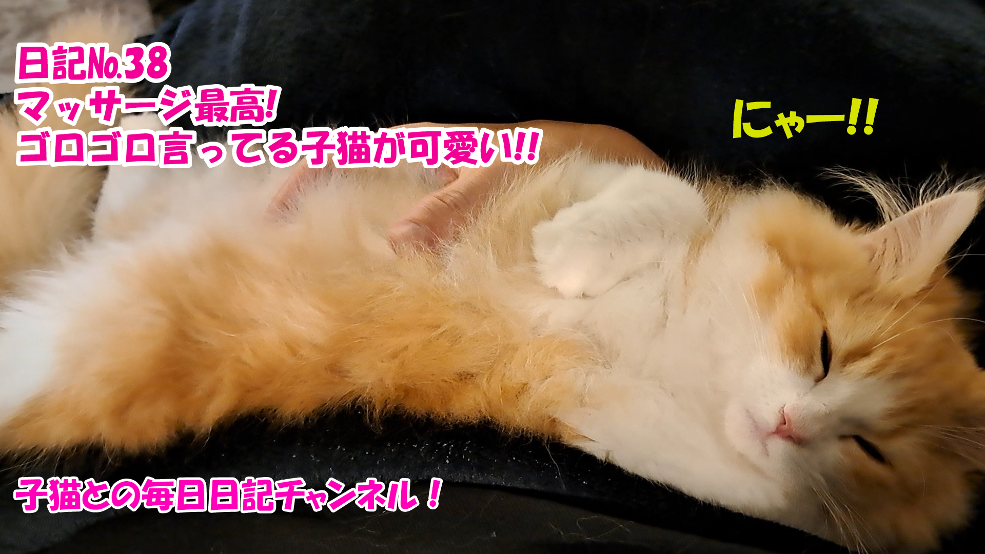 【ネコ】子猫との毎日日記チャンネル！～マロンくん～こねこ日記№38マッサージ最高！ゴロゴロ言ってる子猫が可愛い！！