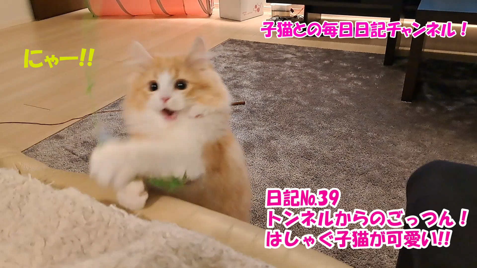 【ネコ】子猫との毎日日記チャンネル！～マロンくん～こねこ日記№39トンネルからのごっつん！はしゃぐ子猫が可愛い！！