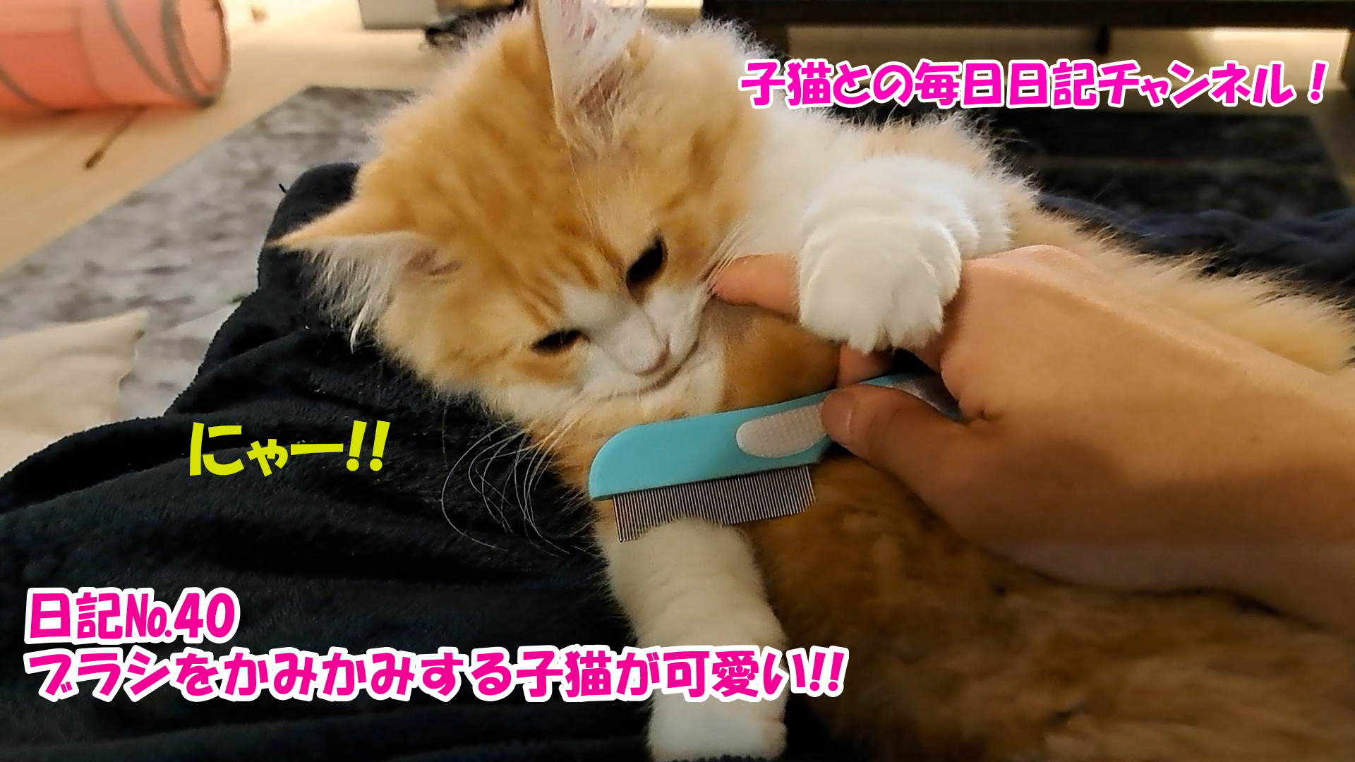 【ネコ】子猫との毎日日記チャンネル！～マロンくん～こねこ日記№40ブラシをかみかみする子猫が可愛い！！