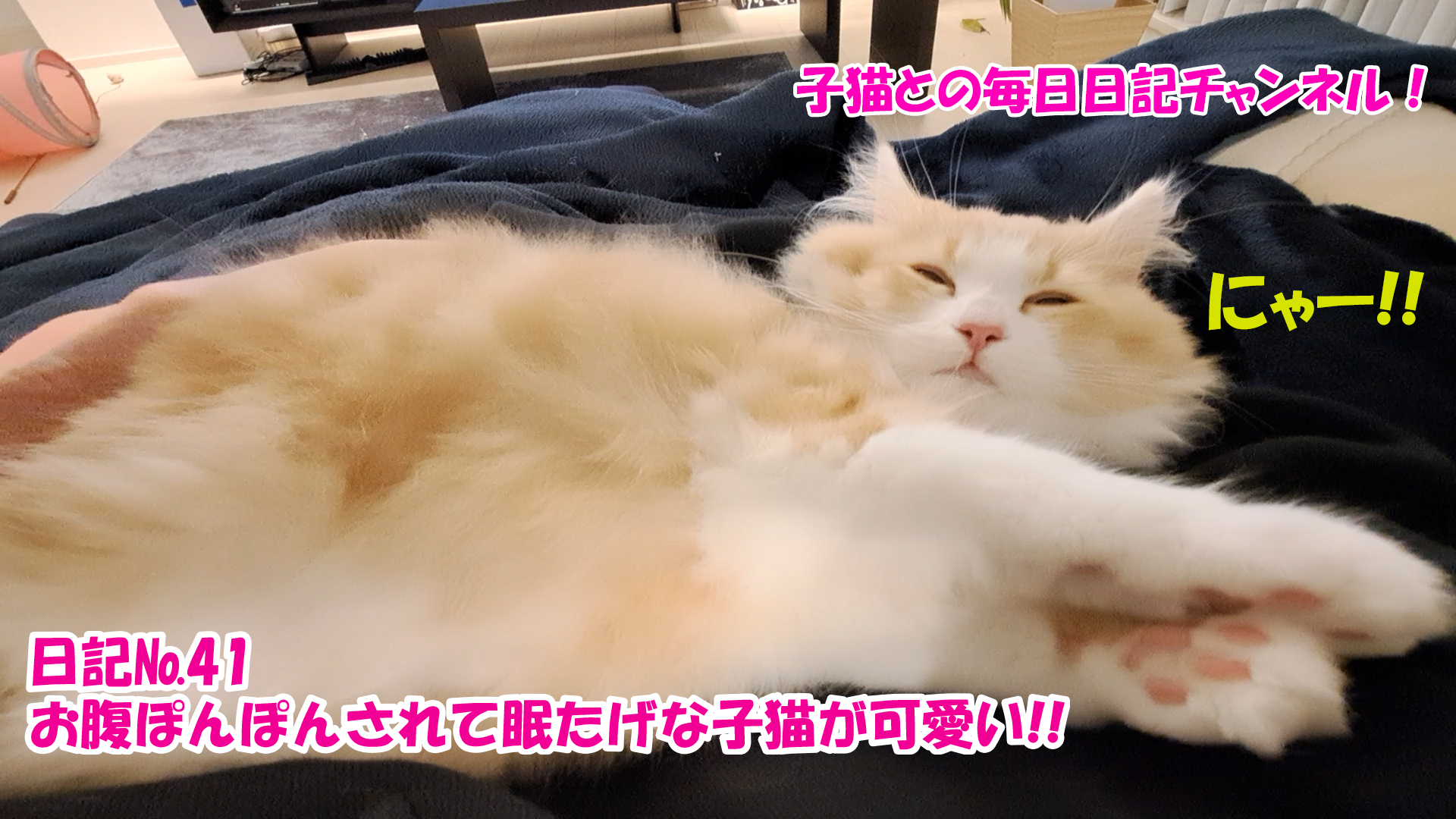 【ネコ】子猫との毎日日記チャンネル！～マロンくん～こねこ日記№41お腹ぽんぽんされて眠たげな子猫が可愛い！！