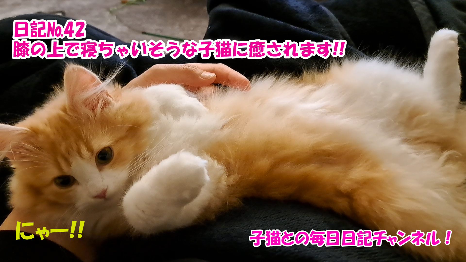 【ネコ】子猫との毎日日記チャンネル！～マロンくん～こねこ日記№42膝の上で寝ちゃいそうな子猫に癒されます！！