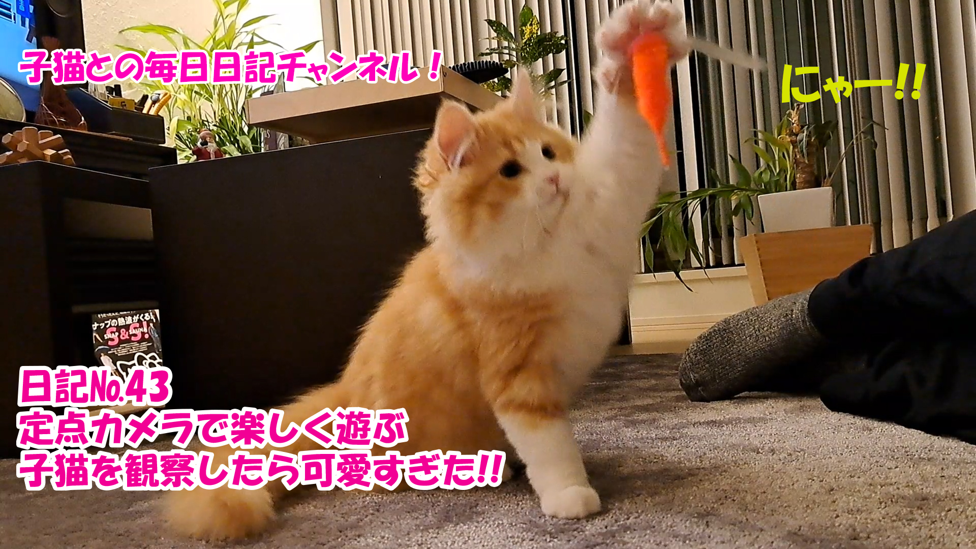 【ネコ】子猫との毎日日記チャンネル！～マロンくん～こねこ日記№43定点カメラで楽しく遊ぶ子猫を観察したら可愛すぎた！！