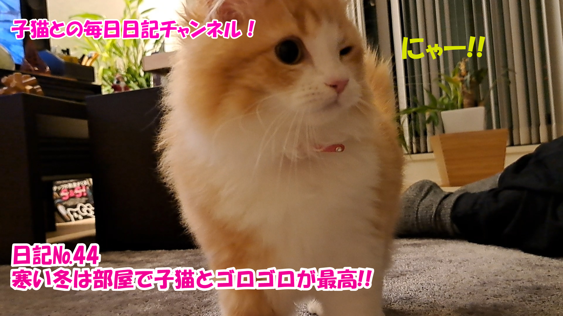 【ネコ】子猫との毎日日記チャンネル！～マロンくん～こねこ日記№44部屋で子猫とゴロゴロが最高！！