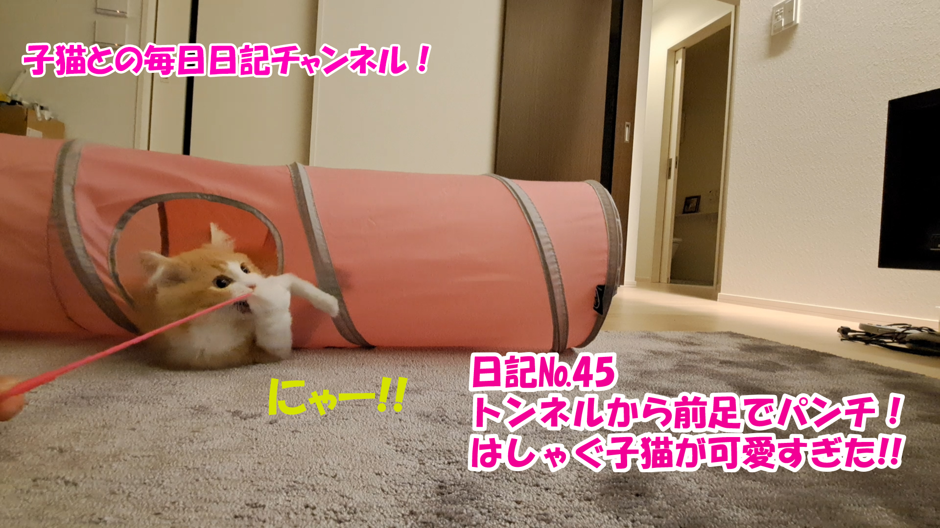 【ネコ】子猫との毎日日記チャンネル！～マロンくん～こねこ日記№45トンネルから前足でパンチ！はしゃぐ子猫が可愛すぎた！！