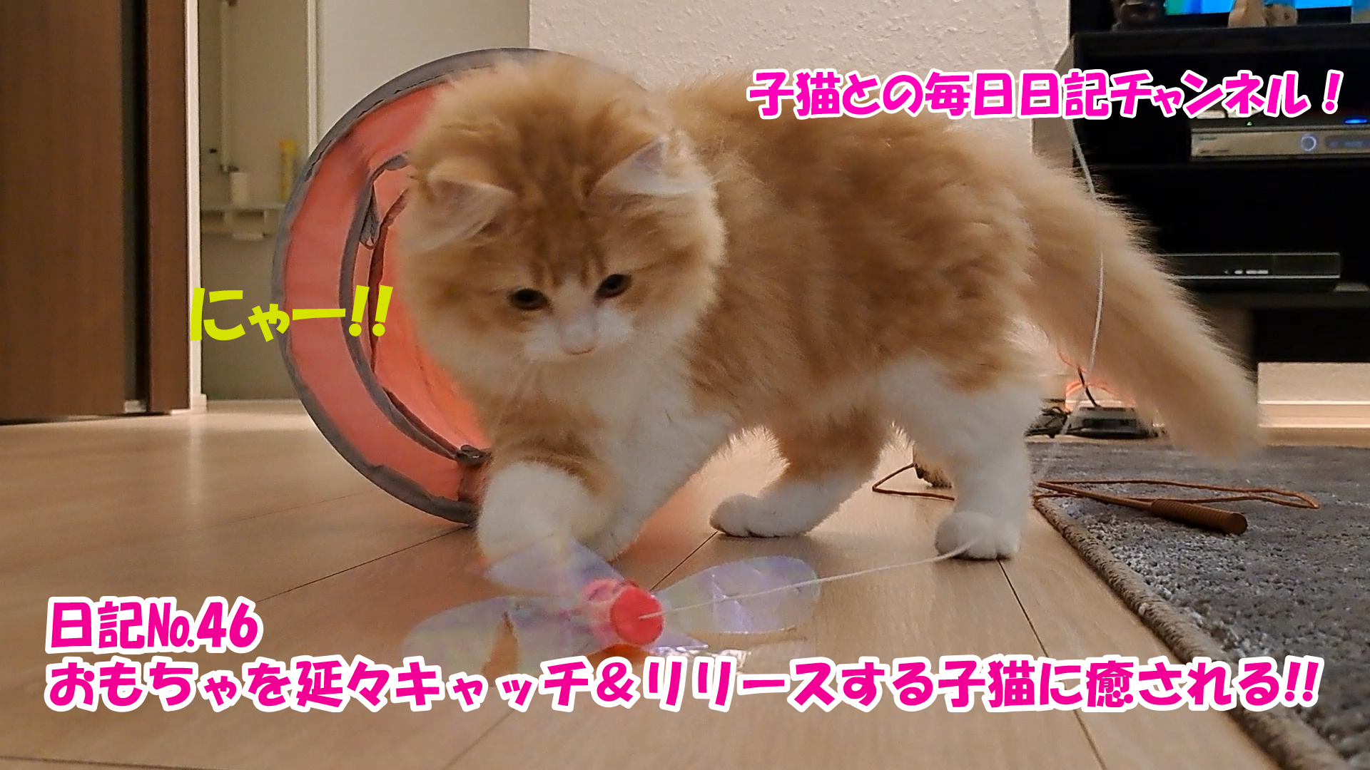 【ネコ】子猫との毎日日記チャンネル！～マロンくん～こねこ日記№46おもちゃを延々キャッチ＆リリースする子猫に癒される！！