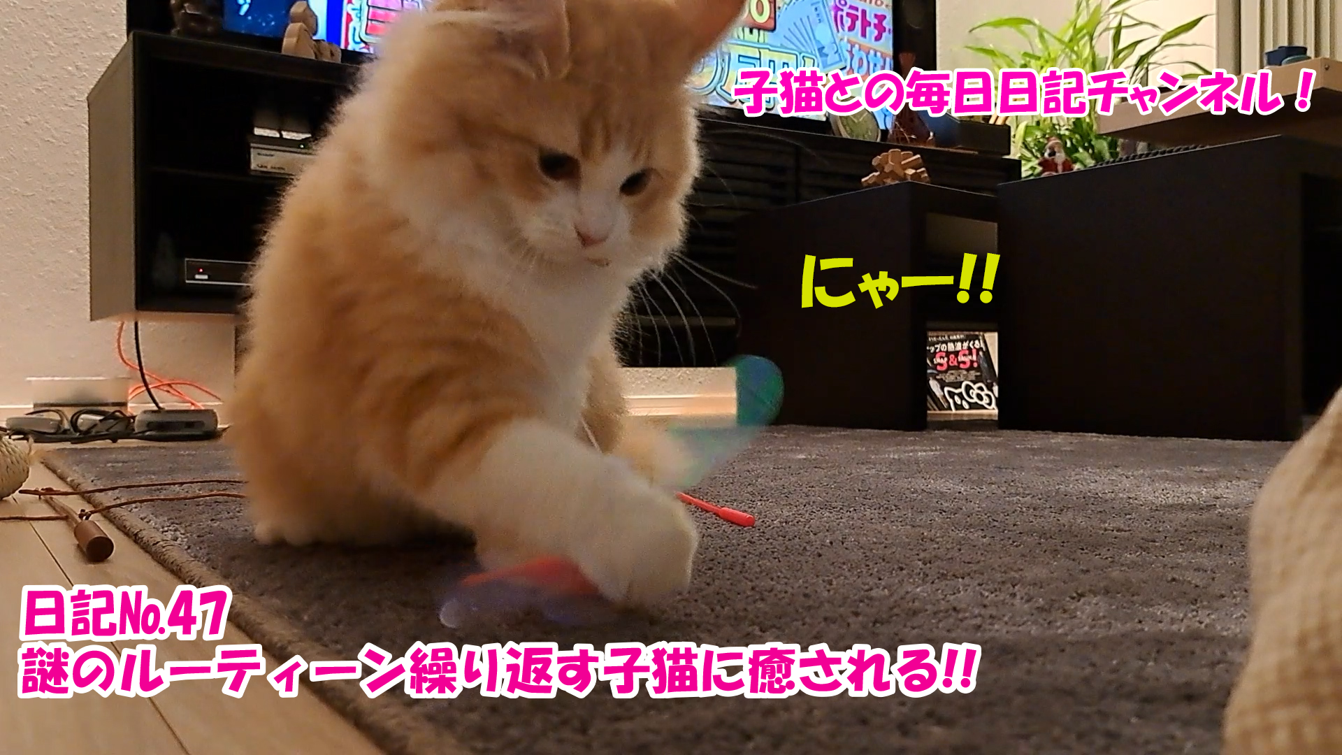 【ネコ】子猫との毎日日記チャンネル！～マロンくん～こねこ日記№47謎のルーティーン繰り返す子猫に癒される！！