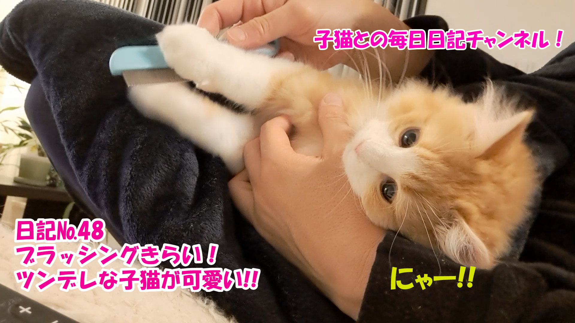 【ネコ】子猫との毎日日記チャンネル！～マロンくん～こねこ日記№48ブラッシングきらい！ツンデレな子猫が可愛い！！