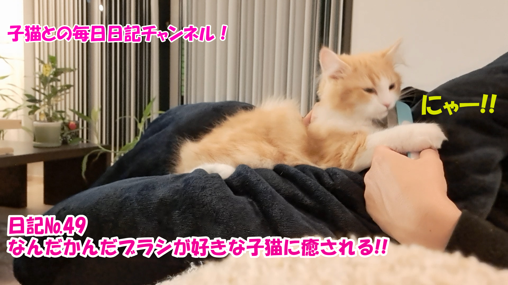 【ネコ】子猫との毎日日記チャンネル！～マロンくん～こねこ日記№49なんだかんだブラシが好きな子猫に癒される！！