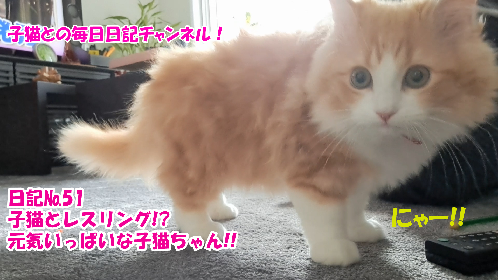 【ネコ】子猫との毎日日記チャンネル！～マロンくん～こねこ日記№51子猫とレスリング！？元気いっぱいな子猫ちゃん！！