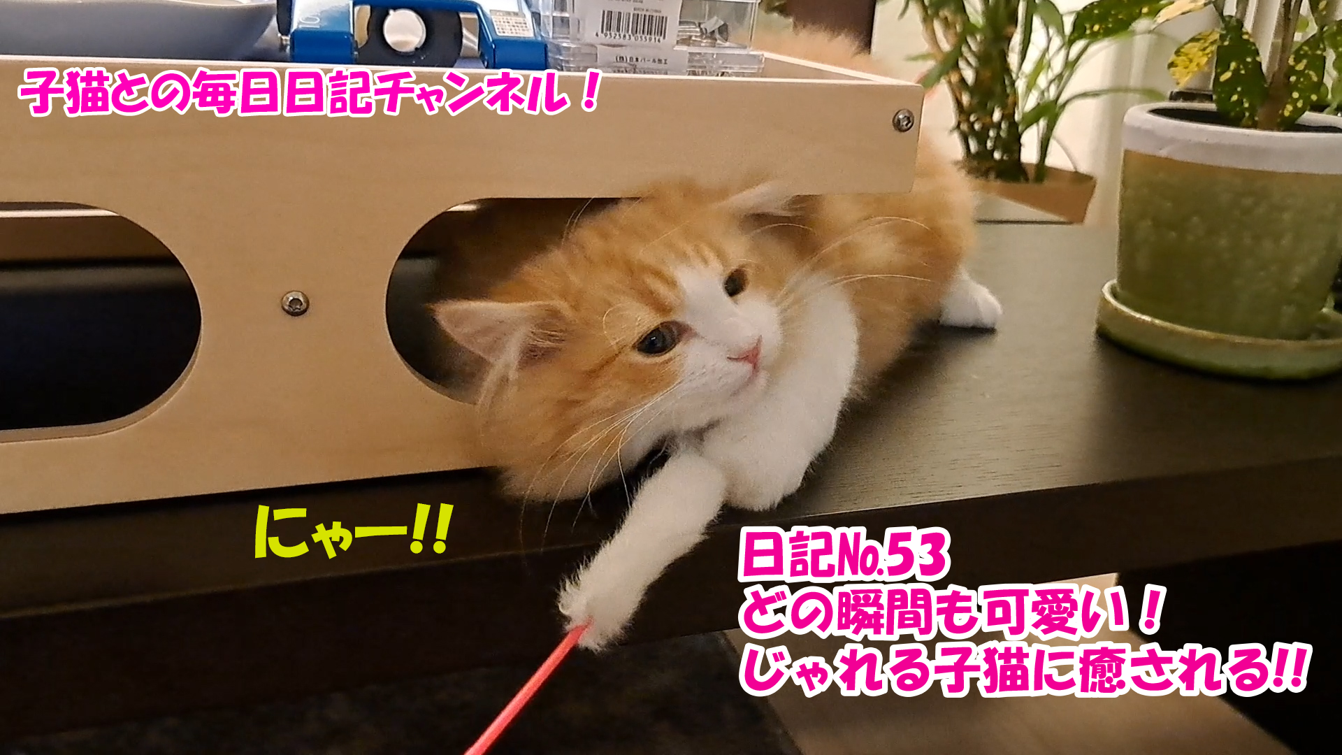 【ネコ】子猫との毎日日記チャンネル！～マロンくん～こねこ日記№53どの瞬間も可愛い！じゃれる子猫に癒される！！