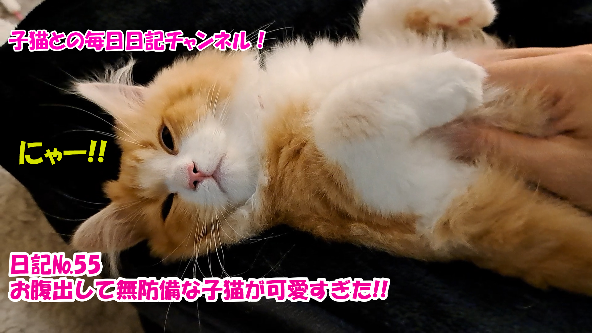 【ネコ】子猫との毎日日記チャンネル！～マロンくん～こねこ日記№55お腹出して無防備な子猫が可愛すぎた！！