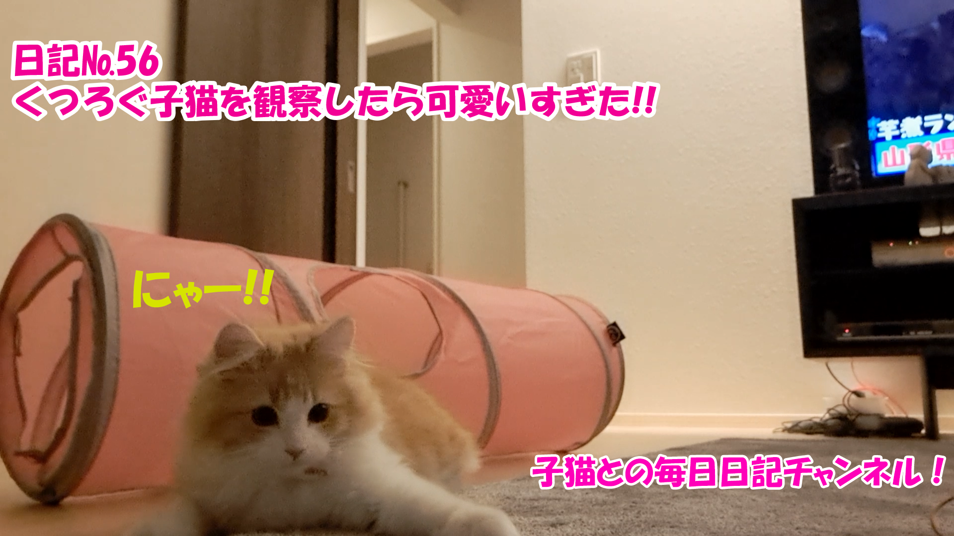 【ネコ】子猫との毎日日記チャンネル！～マロンくん～こねこ日記№くつろぐ子猫を観察したら可愛いすぎた！！