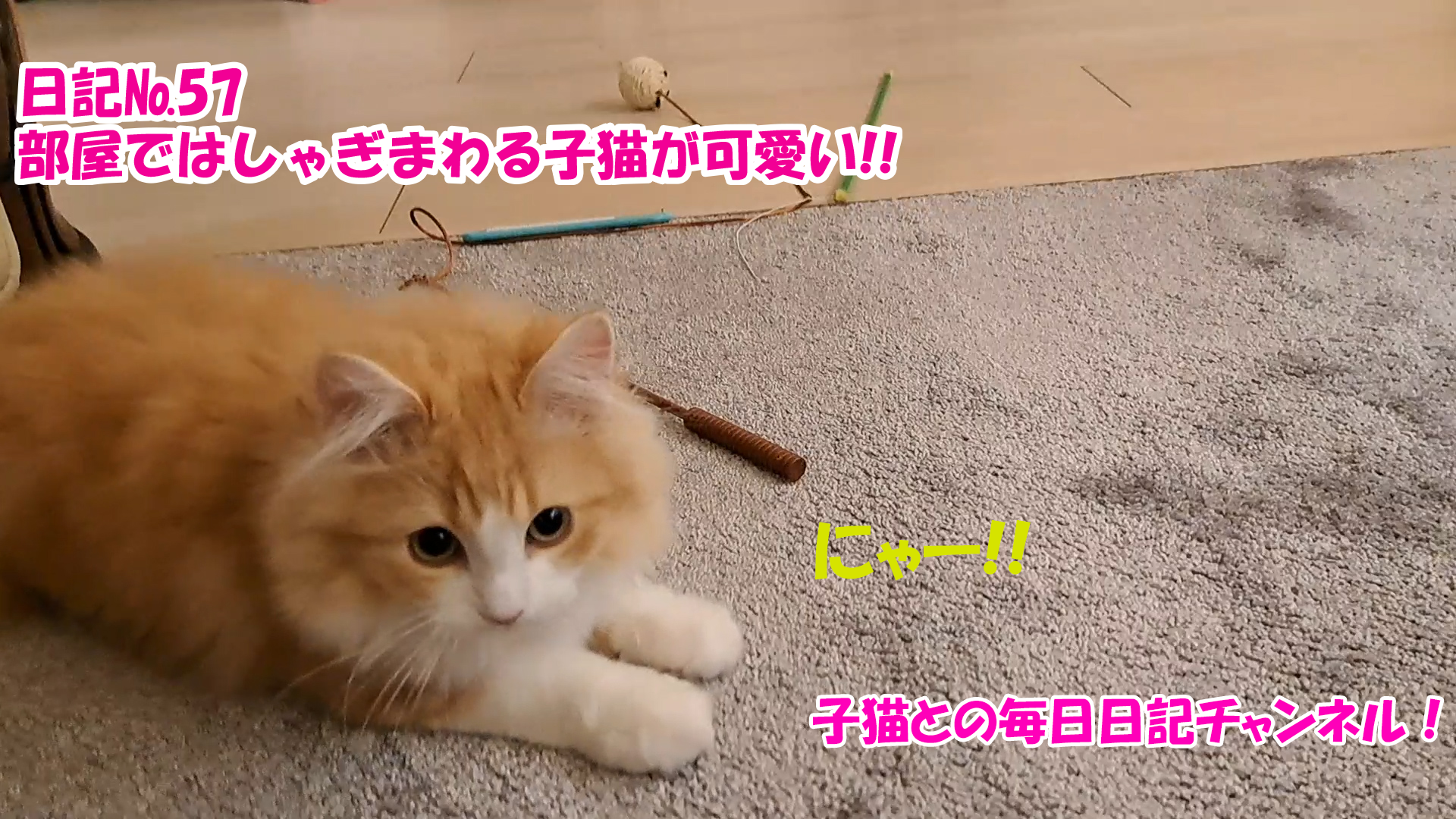 【ネコ】子猫との毎日日記チャンネル！～マロンくん～こねこ日記№57部屋ではしゃぎまわる子猫が可愛い！！