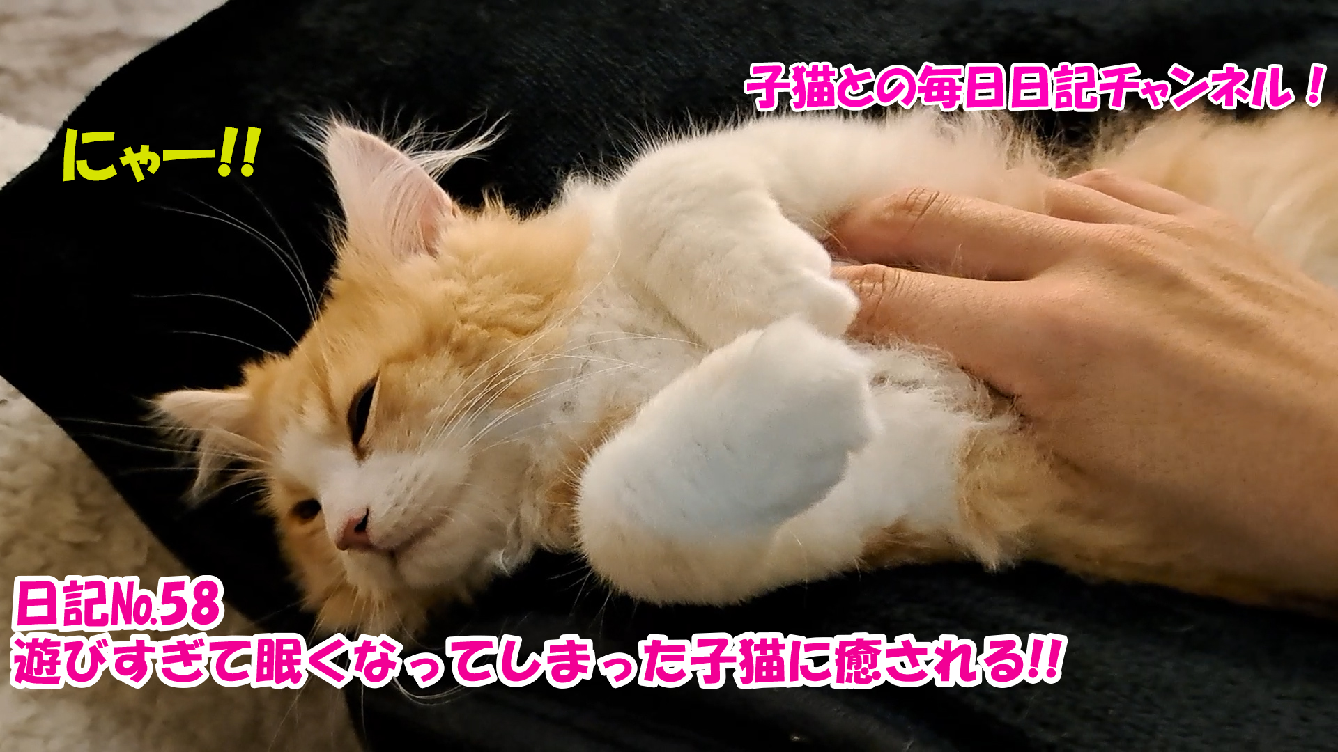 【ネコ】子猫との毎日日記チャンネル！～マロンくん～こねこ日記№58遊びすぎて眠くなってしまった子猫に癒される！！