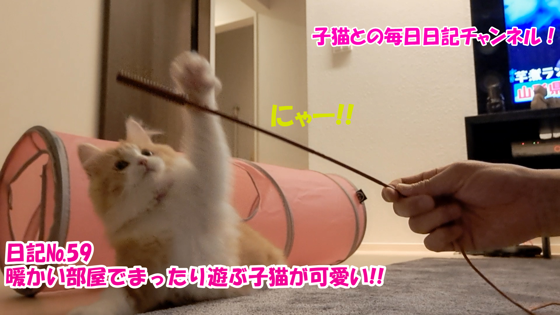 【ネコ】子猫との毎日日記チャンネル！～マロンくん～こねこ日記№59暖かい部屋でまったり遊ぶ子猫が可愛い！！