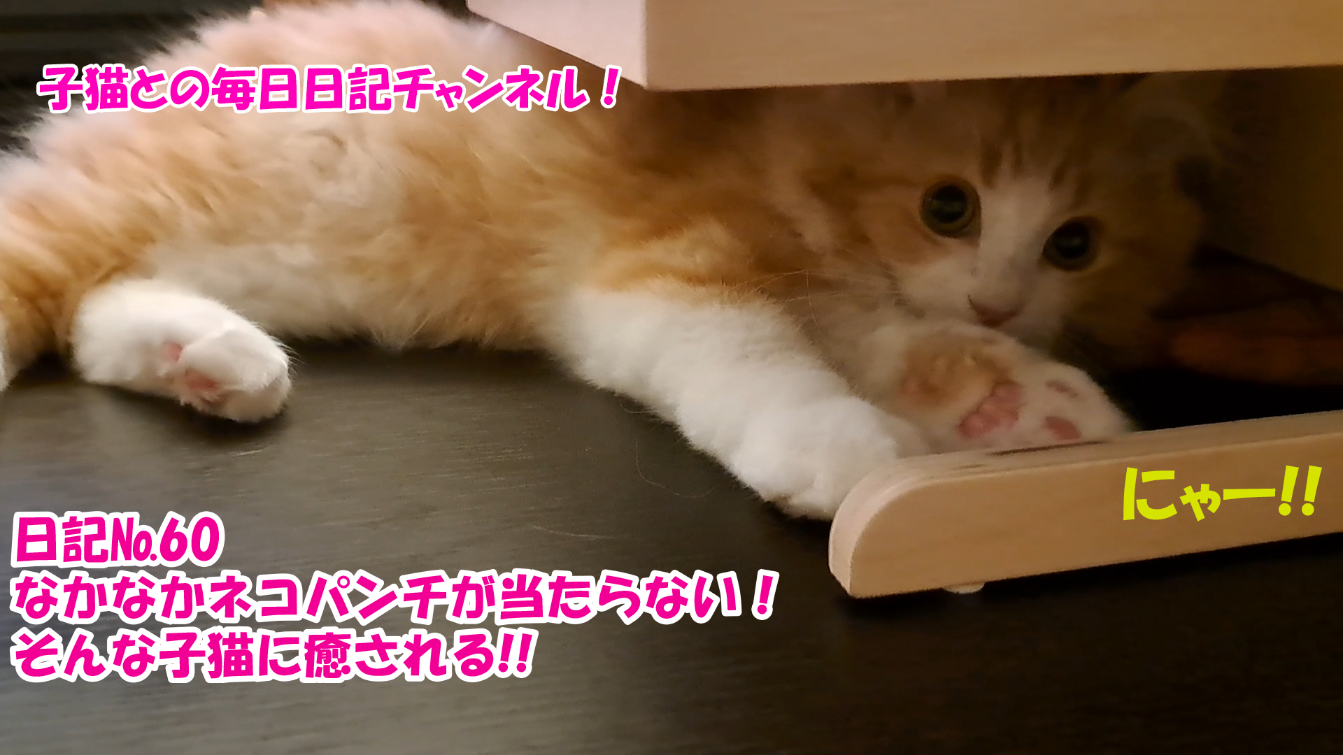 【ネコ】子猫との毎日日記チャンネル！～マロンくん～こねこ日記№60なかなかネコパンチが当たらない！そんな子猫に癒される！！