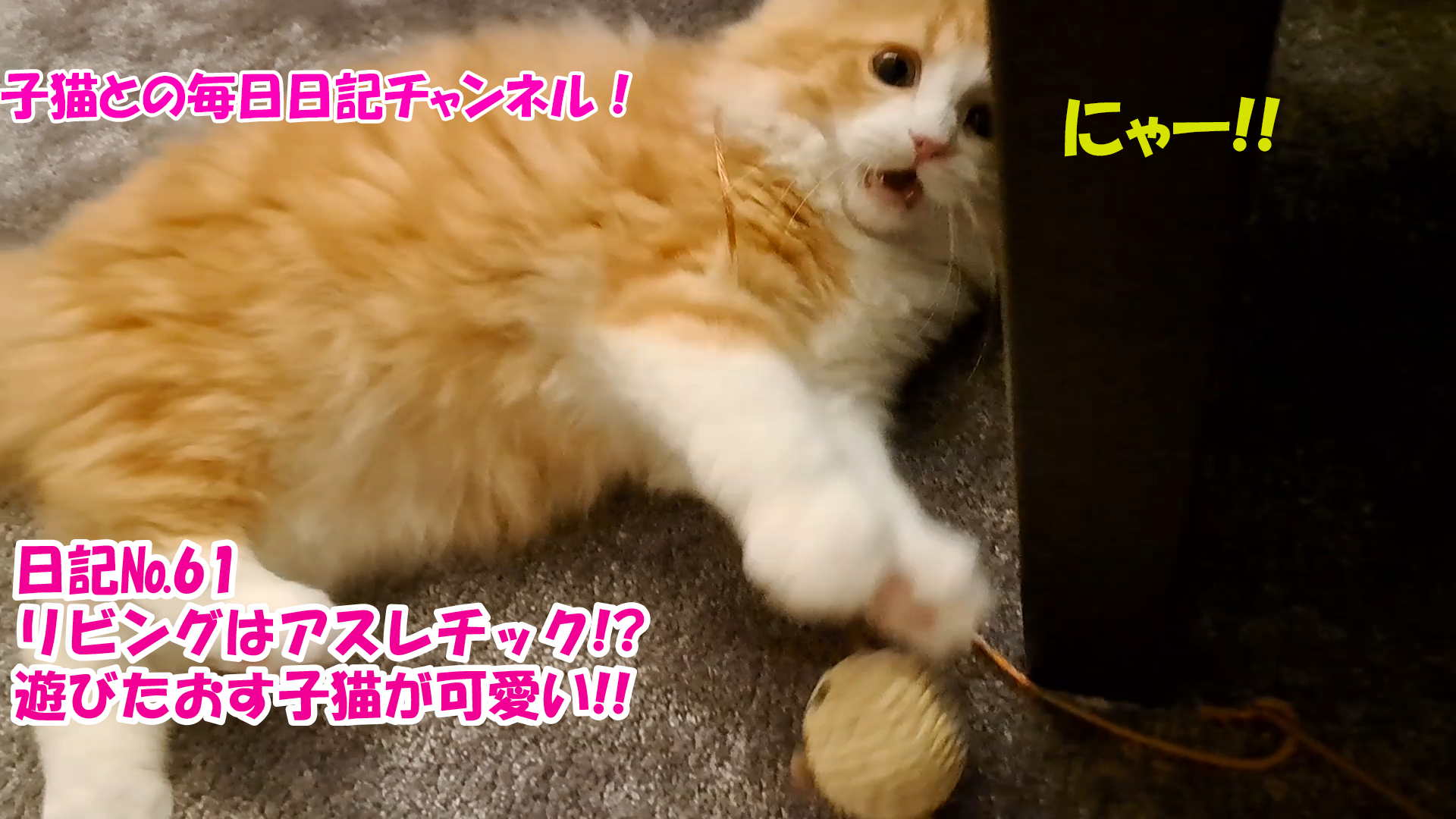 【ネコ】子猫との毎日日記チャンネル！～マロンくん～こねこ日記№61リビングはアスレチック！？遊びたおす子猫が可愛い！！