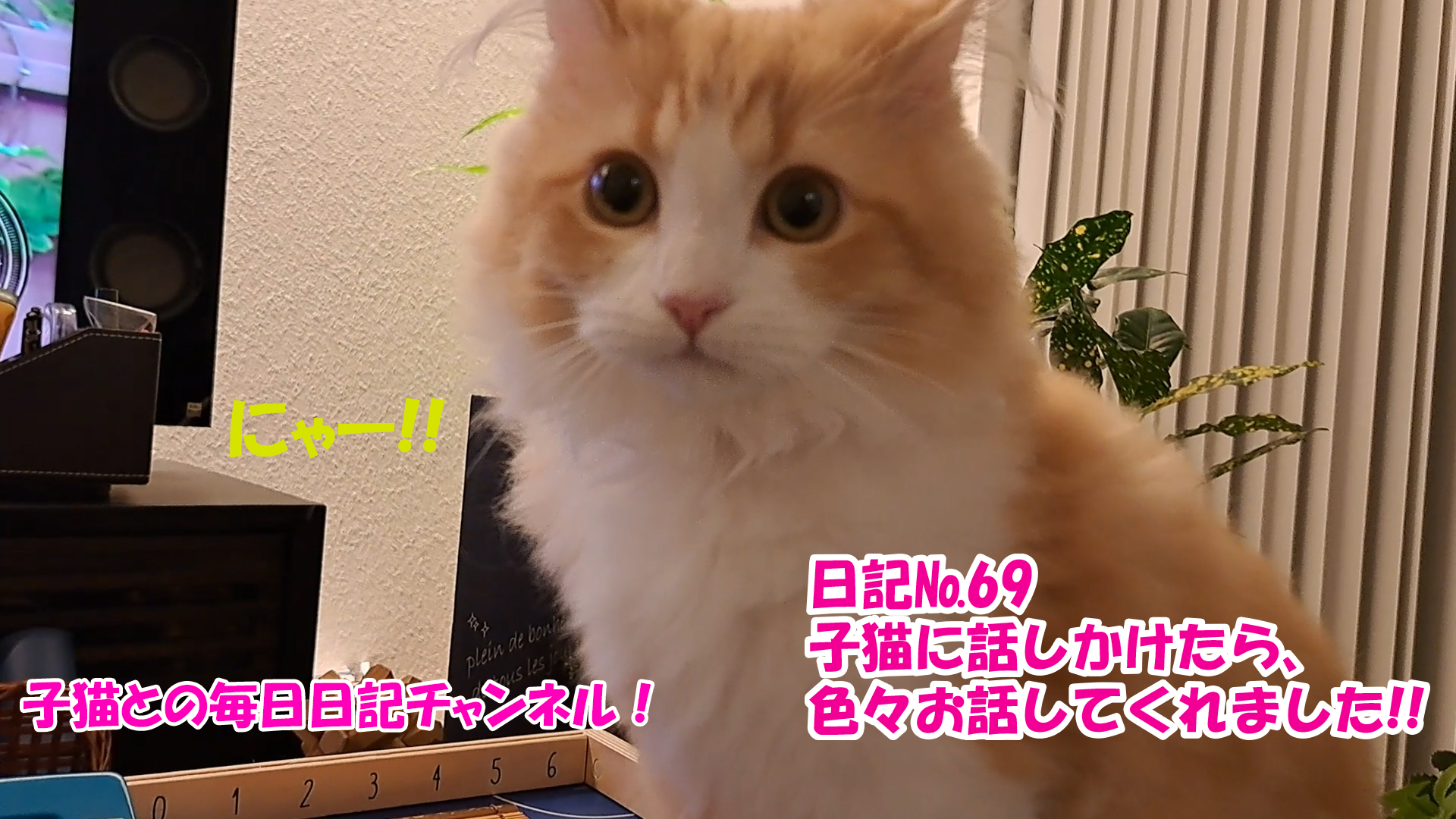 【ネコ】子猫との毎日日記チャンネル！～マロンくん～こねこ日記№69子猫に話しかけたら、色々お話してくれました！！