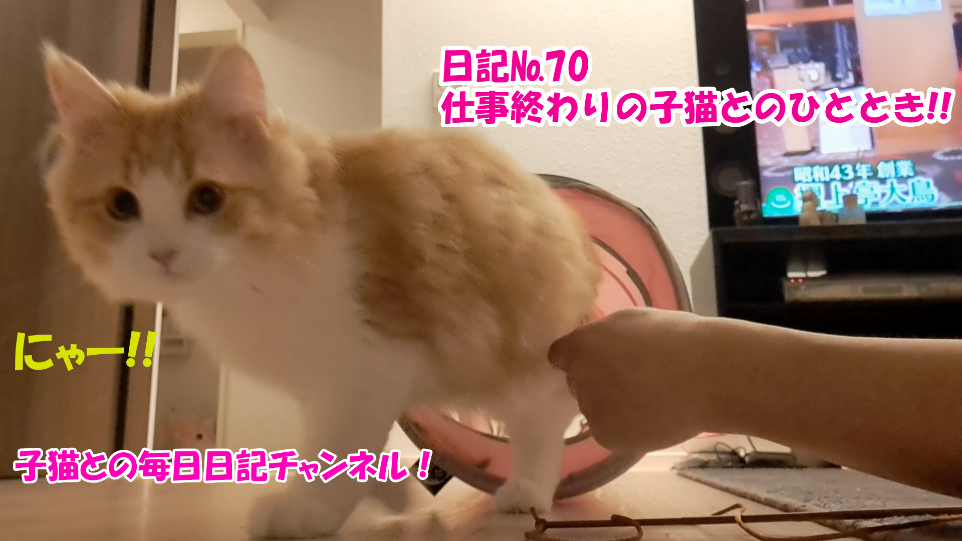 【ネコ】子猫との毎日日記チャンネル！～マロンくん～こねこ日記№70仕事終わりの子猫とのひととき！！