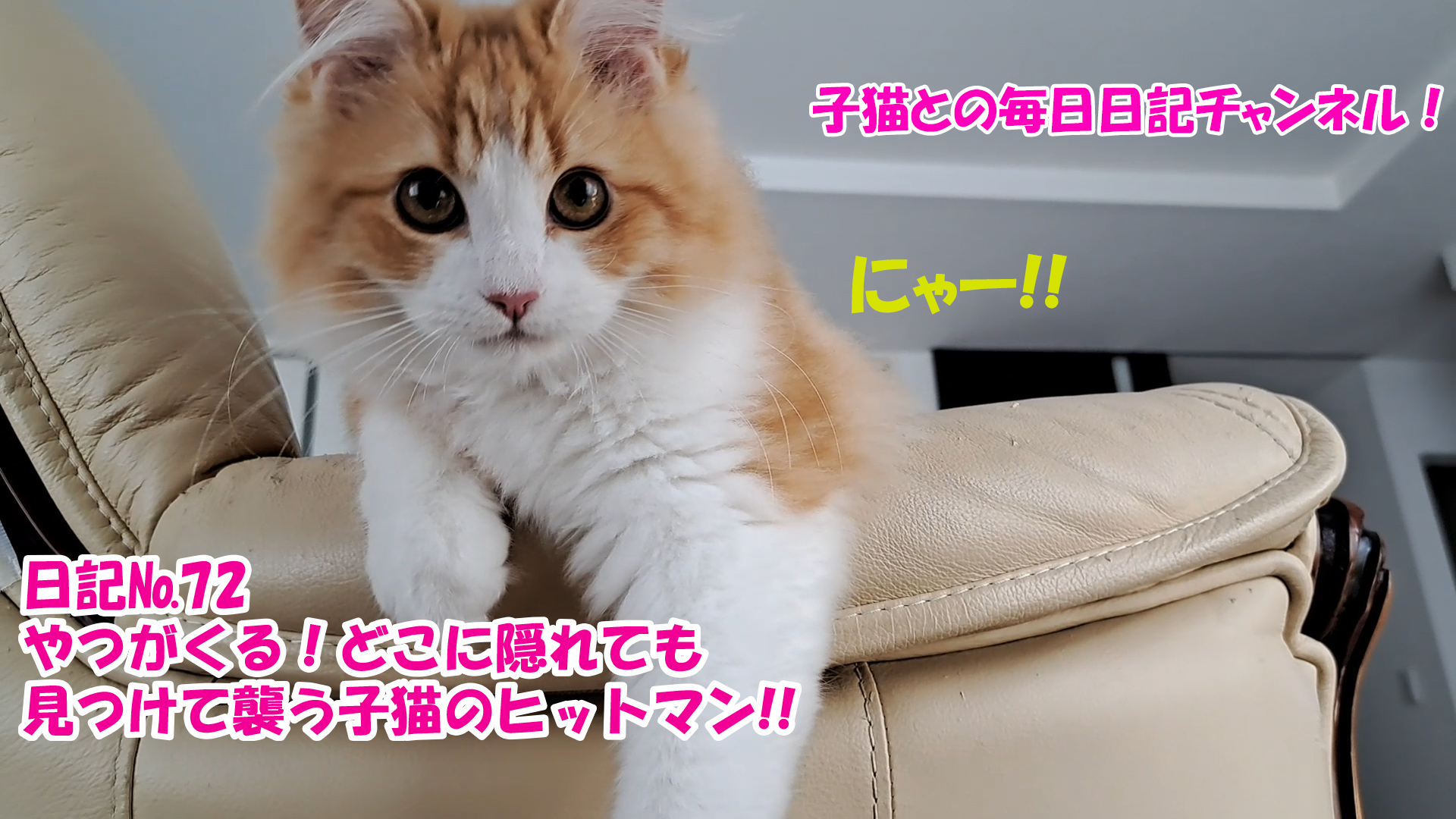 【ネコ】子猫との毎日日記チャンネル！～マロンくん～こねこ日記№72やつがくる！どこに隠れても見つけて襲う子猫のヒットマン！！