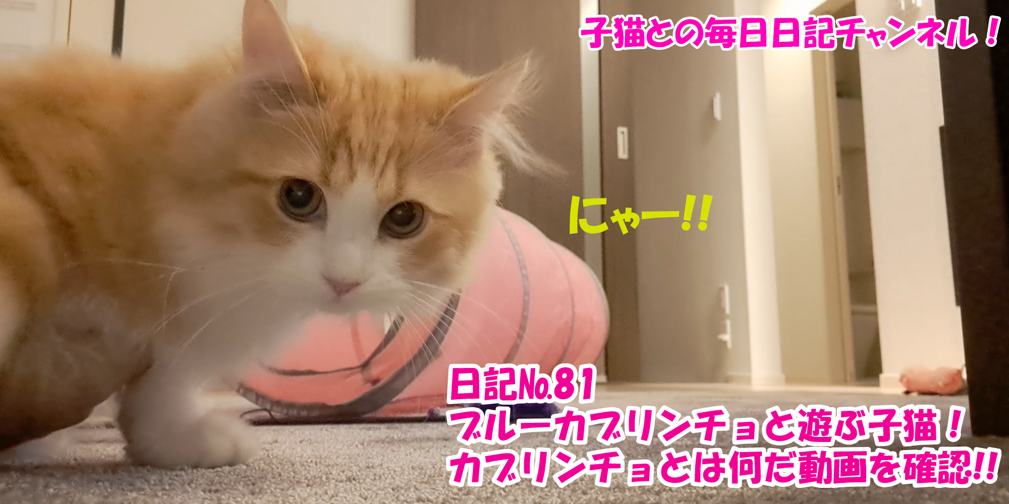 【ネコ】子猫との毎日日記チャンネル！～マロンくん～こねこ日記№81ブルーカブリンチョと遊ぶ子猫！カブリンチョとは何だ動画を確認！！