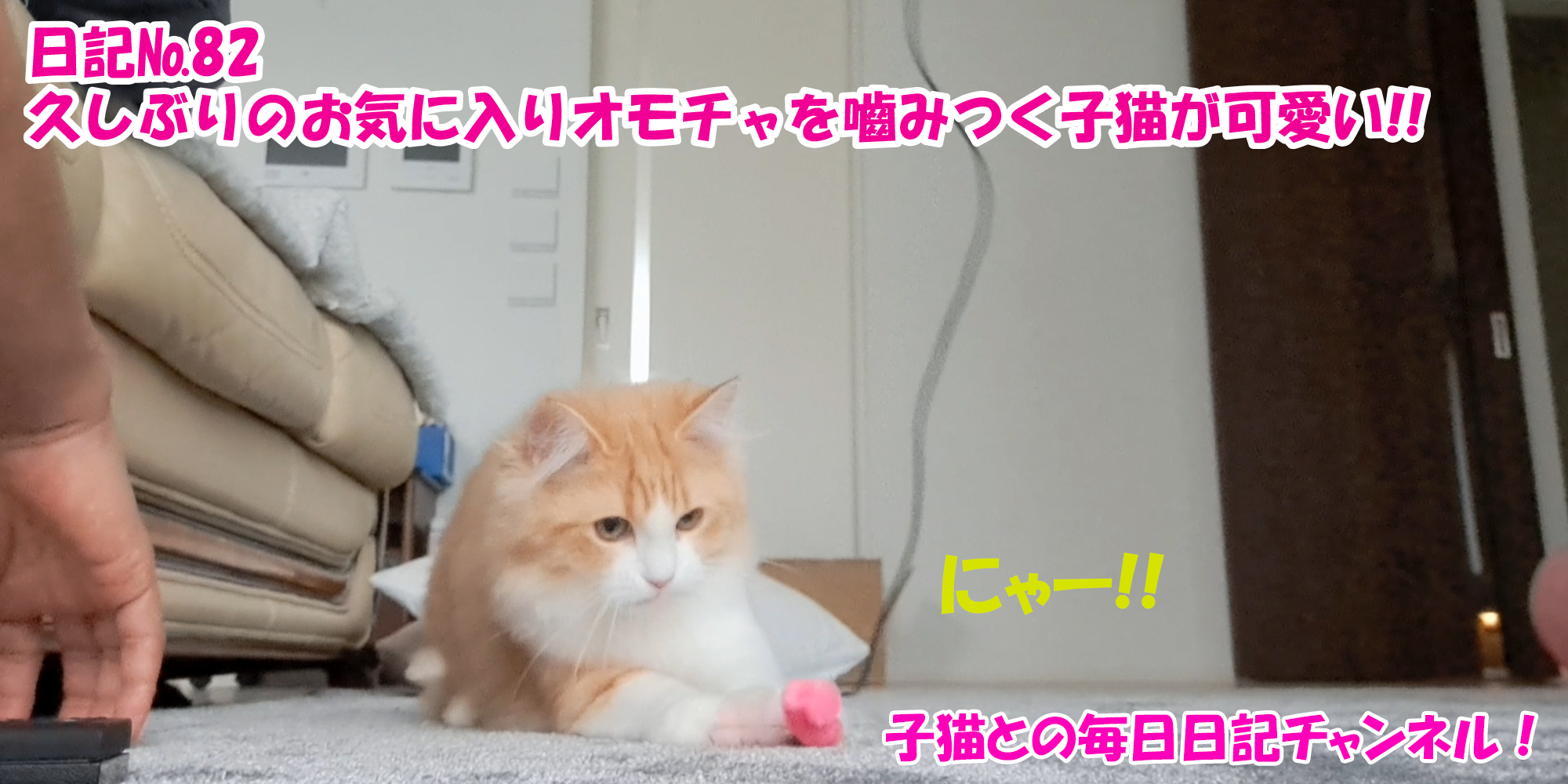 【ネコ】子猫との毎日日記チャンネル！～マロンくん～こねこ日記№82久しぶりのお気に入りオモチャを?みつく子猫が可愛い！！