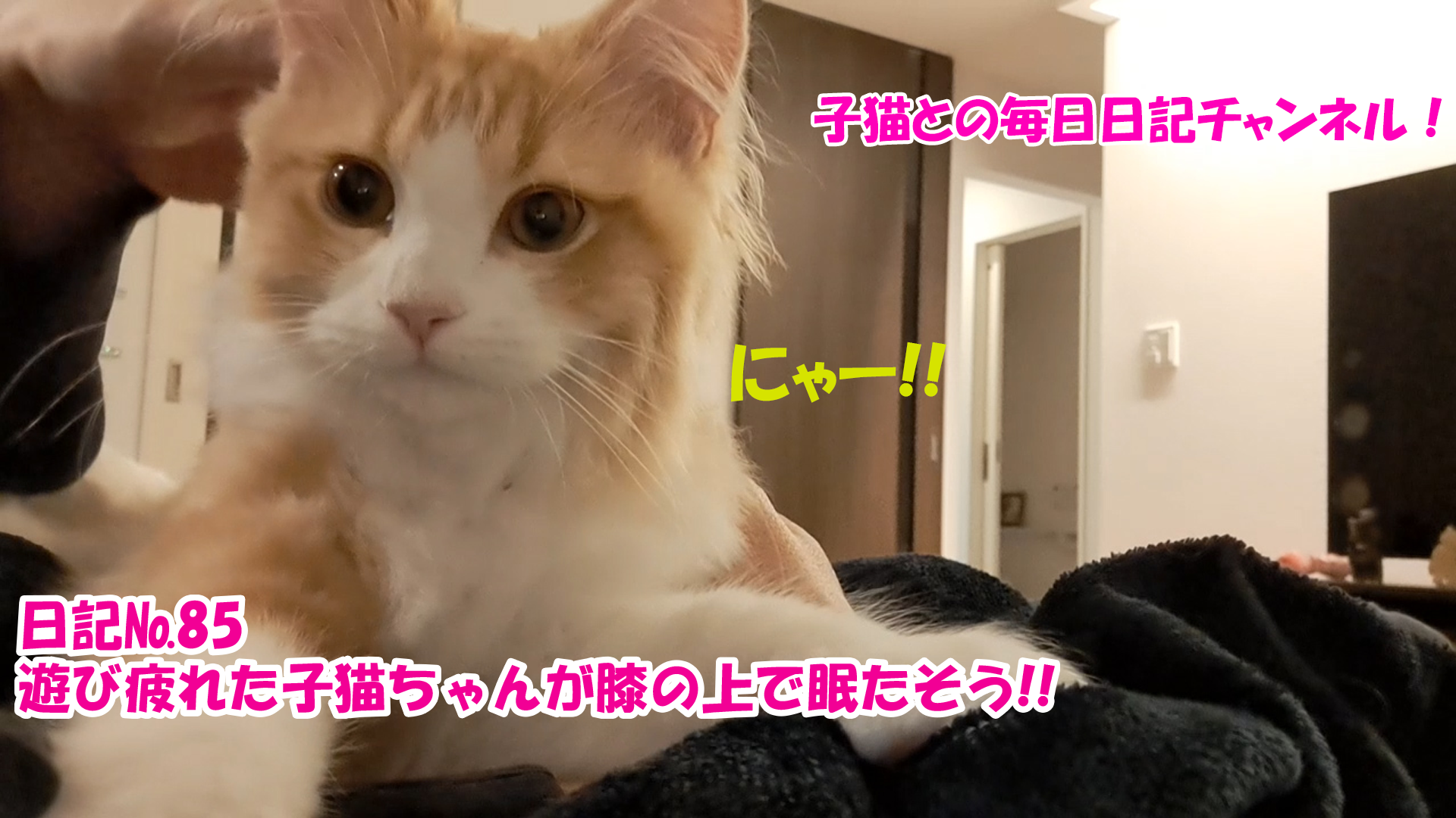 【ネコ】子猫との毎日日記チャンネル！～マロンくん～こねこ日記№85遊び疲れた子猫ちゃんが膝の上で眠たそう！！