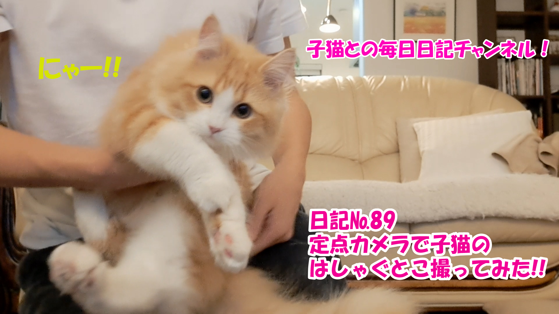 【ネコ】子猫との毎日日記チャンネル！～マロンくん～こねこ日記№89定点カメラで子猫のはしゃぐとこ撮ってみた！！