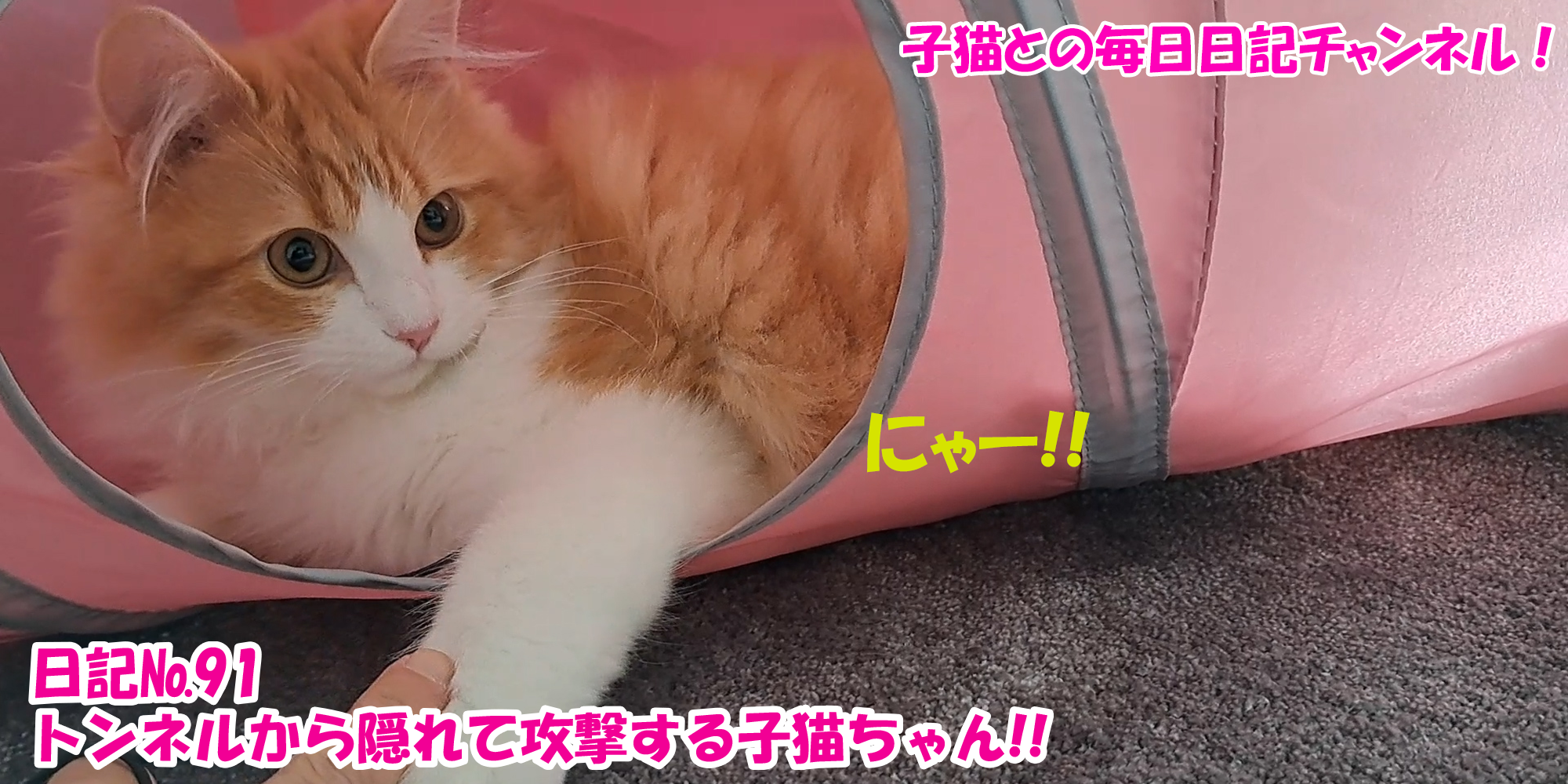 【ネコ】子猫との毎日日記チャンネル！～マロンくん～こねこ日記№91トンネルから隠れて攻撃する子猫ちゃん！！