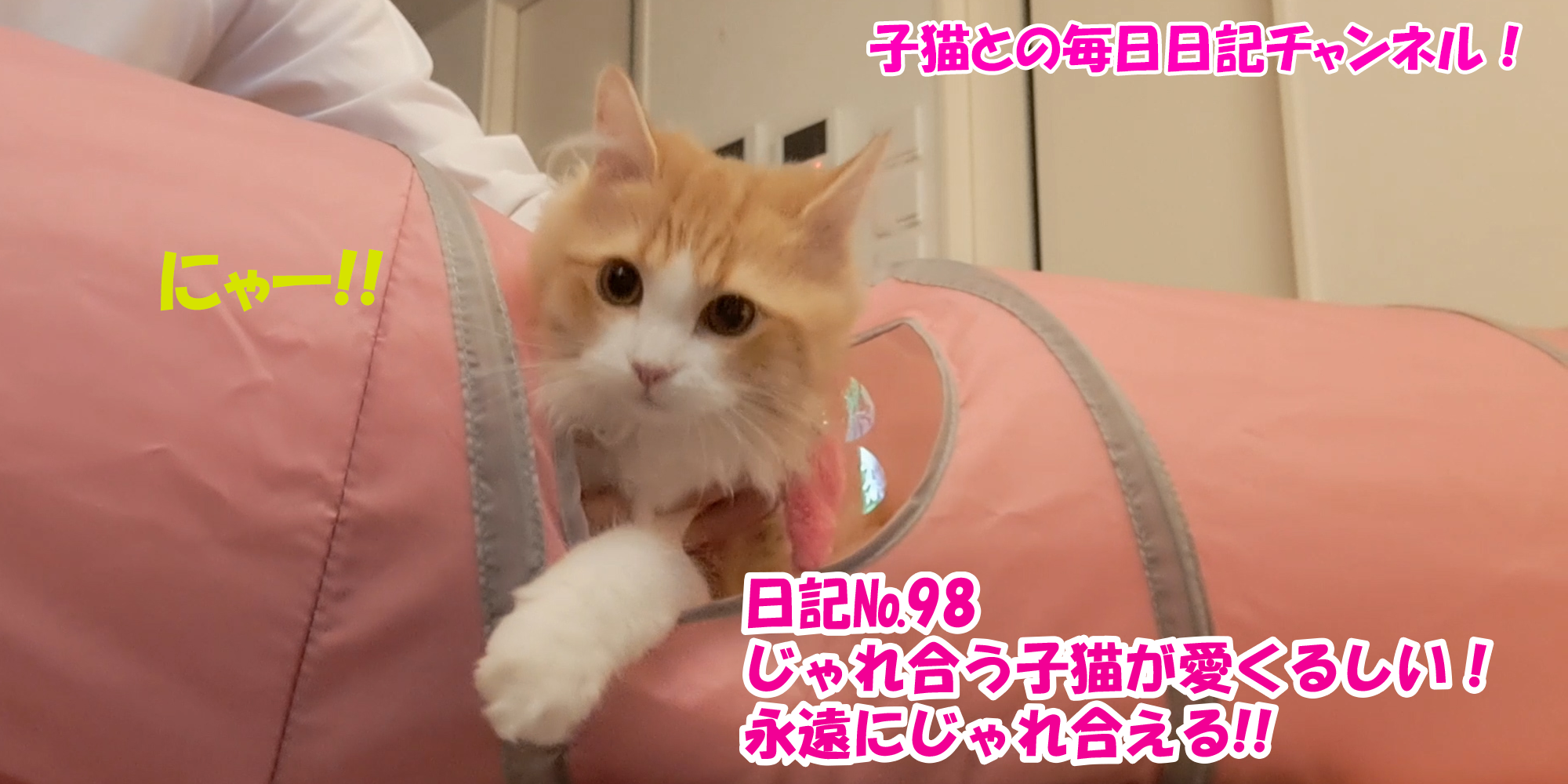 【ネコ】子猫との毎日日記チャンネル！～マロンくん～こねこ日記№98じゃれ合う子猫が愛くるしい！永遠にじゃれ合える！！