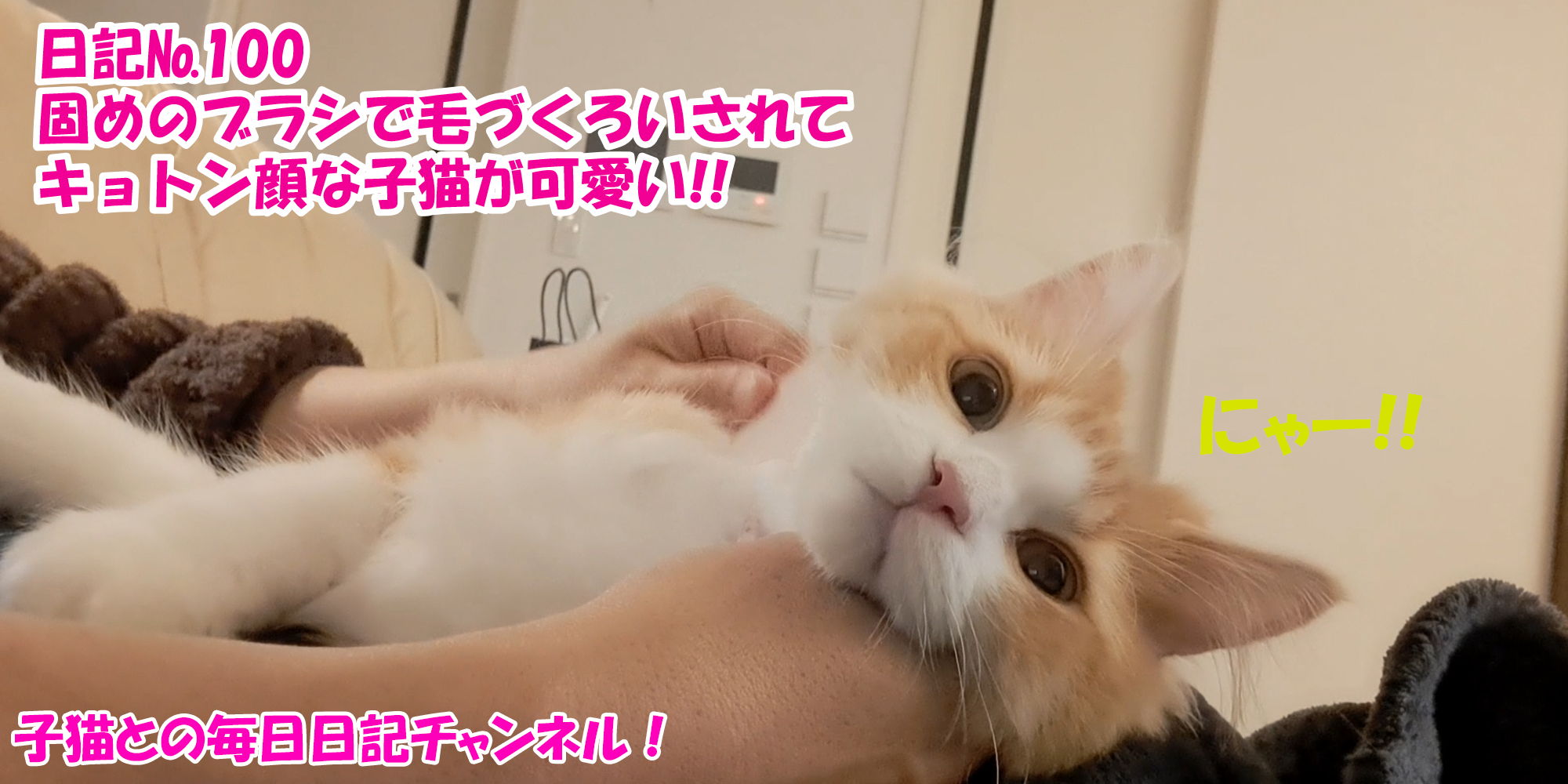 【ネコ】子猫との毎日日記チャンネル！～マロンくん～こねこ日記№100固めのブラシで毛づくろいされてキョトン顔な子猫が可愛い！！