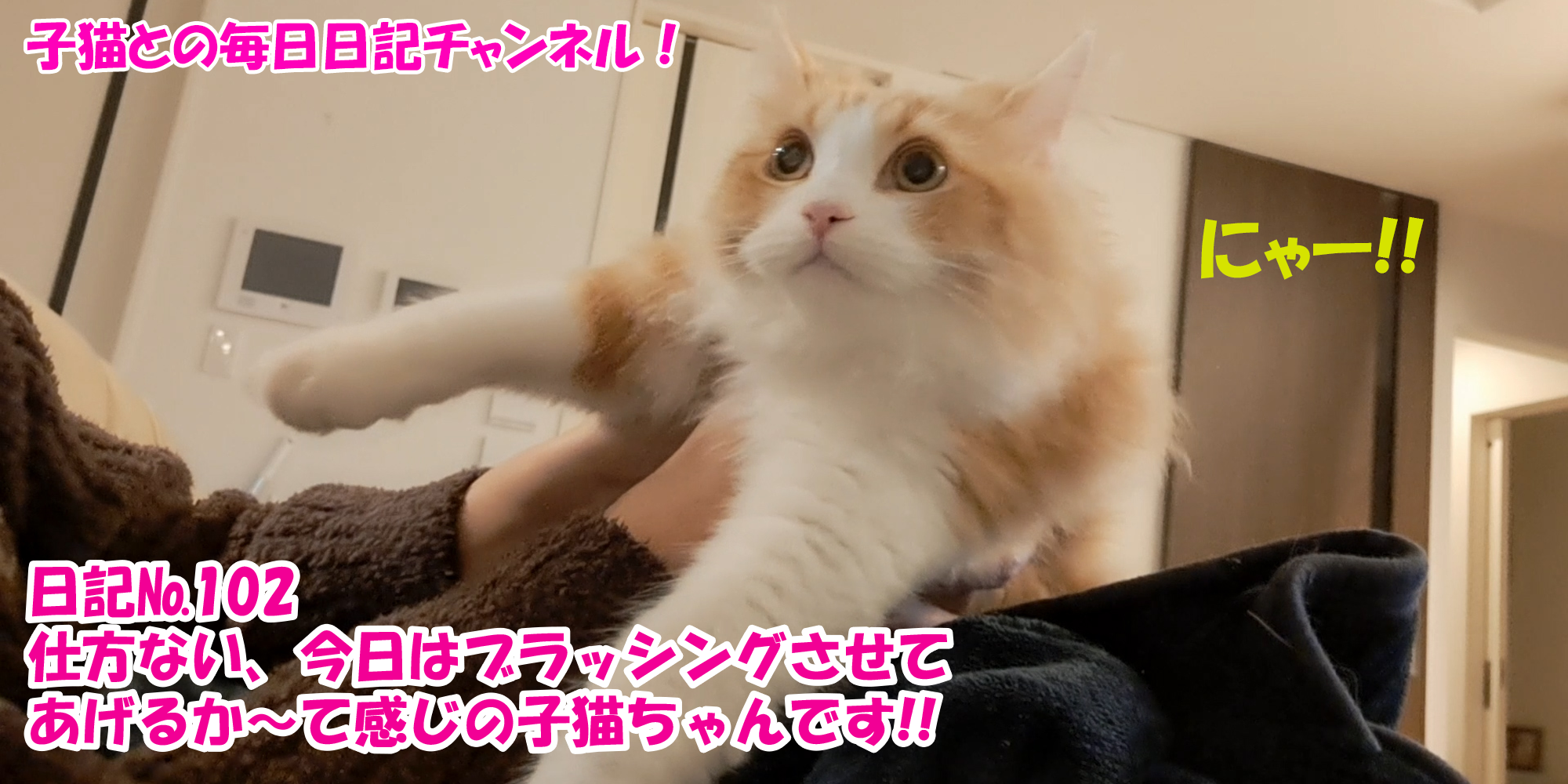 【ネコ】子猫との毎日日記チャンネル！～マロンくん～こねこ日記№102仕方ない、今日はブラッシングさせてあげるか～て感じの子猫ちゃんです！！