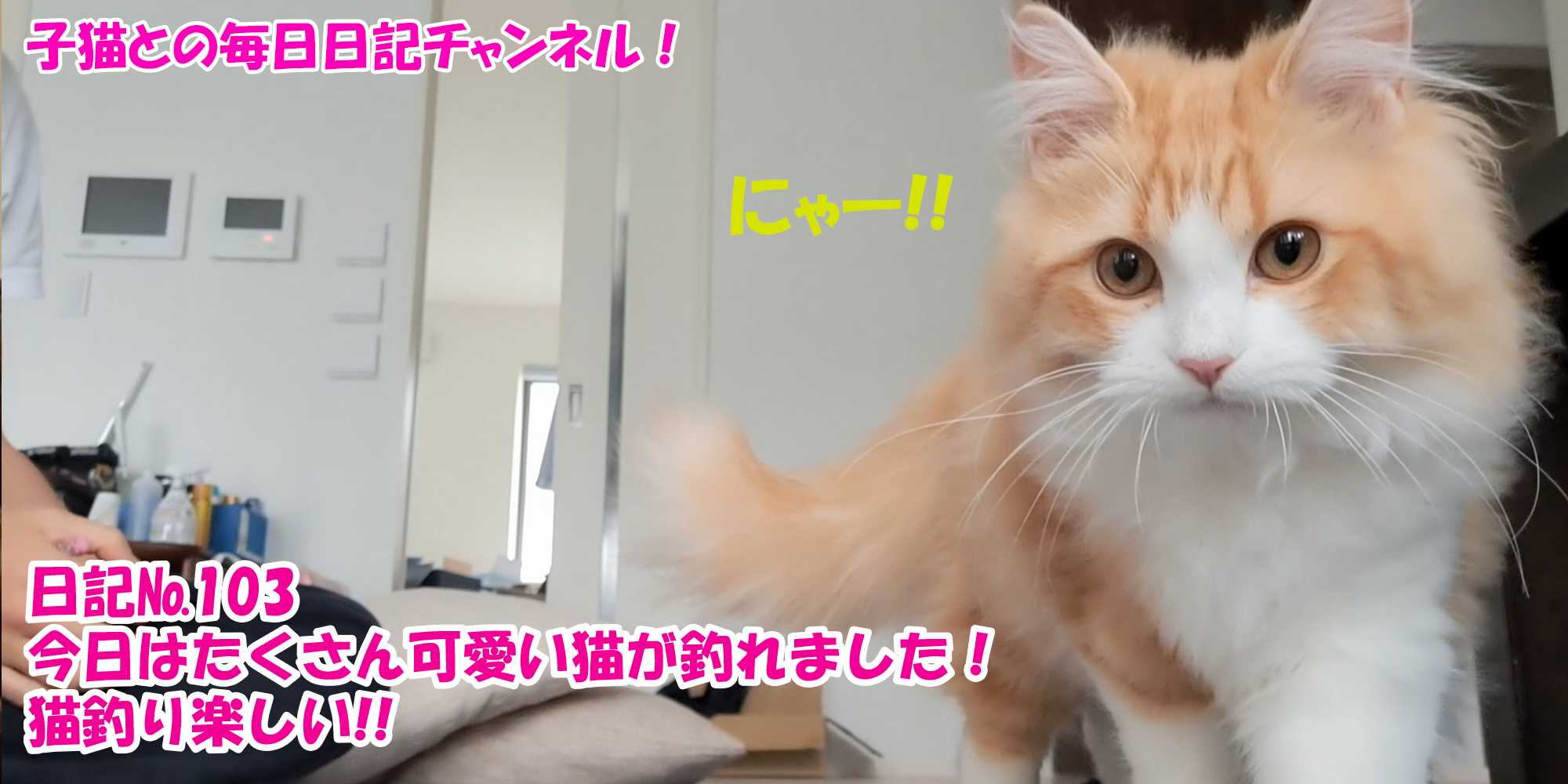 【ネコ】子猫との毎日日記チャンネル！～マロンくん～こねこ日記№103今日はたくさん可愛い猫が釣れました！猫釣り楽しい！！