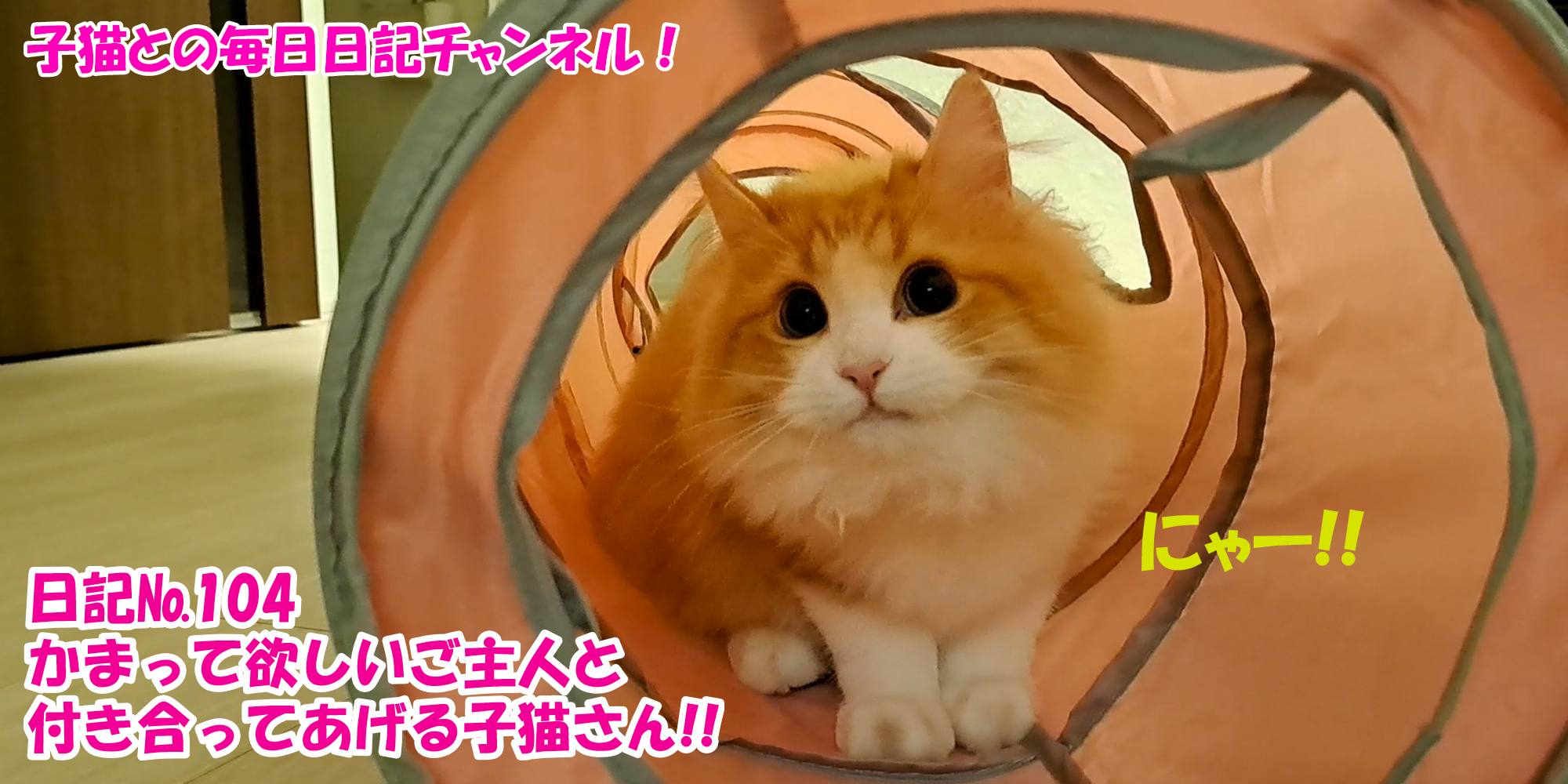 【ネコ】子猫との毎日日記チャンネル！～マロンくん～こねこ日記№104かまって欲しいご主人と付き合ってあげる子猫さん！！