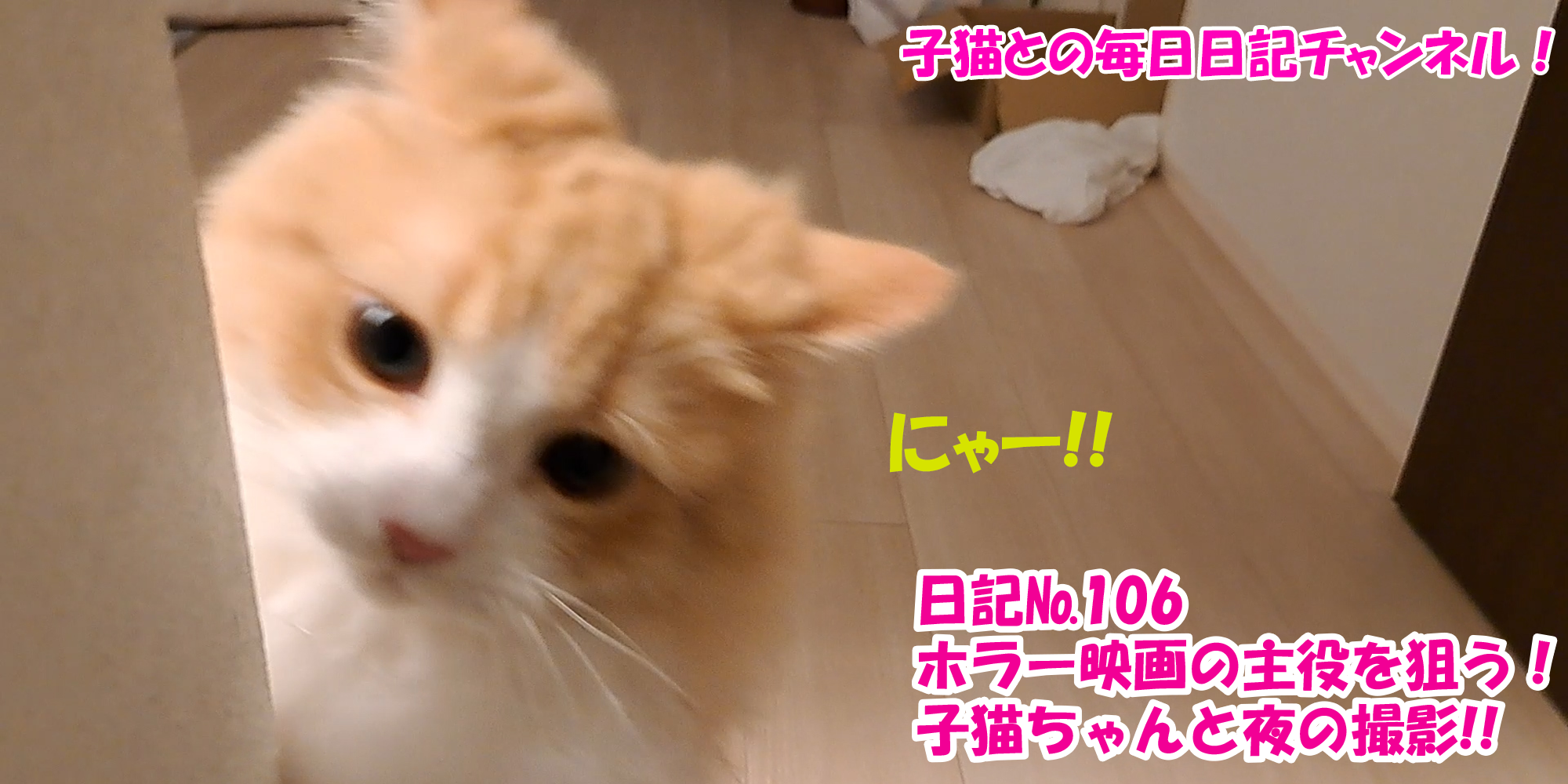 【ネコ】子猫との毎日日記チャンネル！～マロンくん～こねこ日記№106ホラー映画の主役を狙う！子猫ちゃんと夜の撮影！！