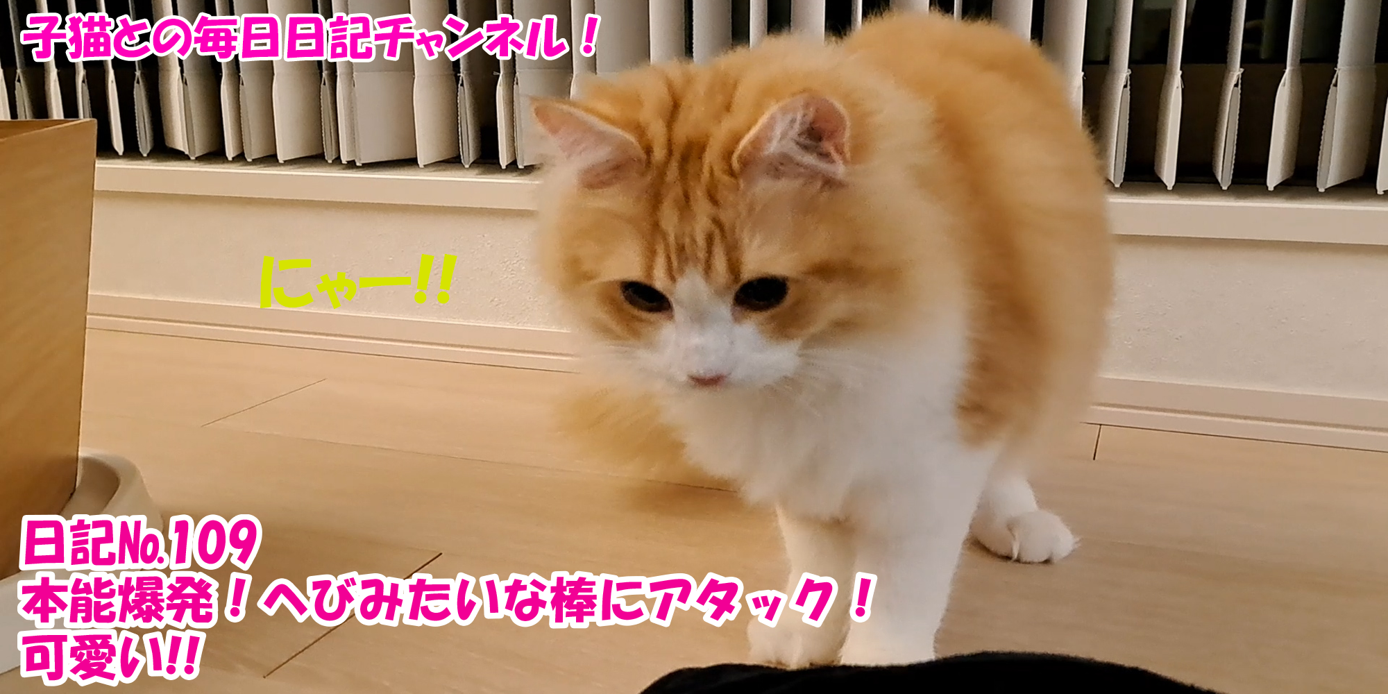 【ネコ】子猫との毎日日記チャンネル！～マロンくん～こねこ日記№109本能爆発！へびみたいな棒にアタック！可愛い！！