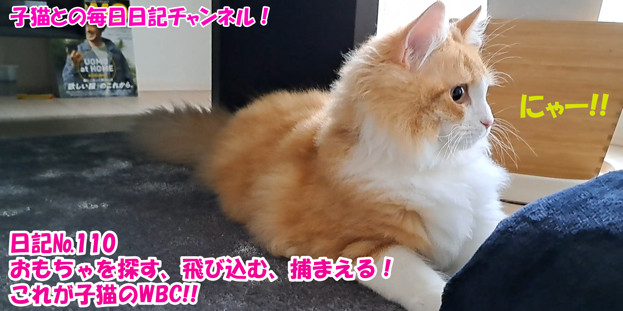 【ネコ】子猫との毎日日記チャンネル！～マロンくん～こねこ日記№110おもちゃを探す、飛び込む、捕まえる！これが子猫のWBC！！