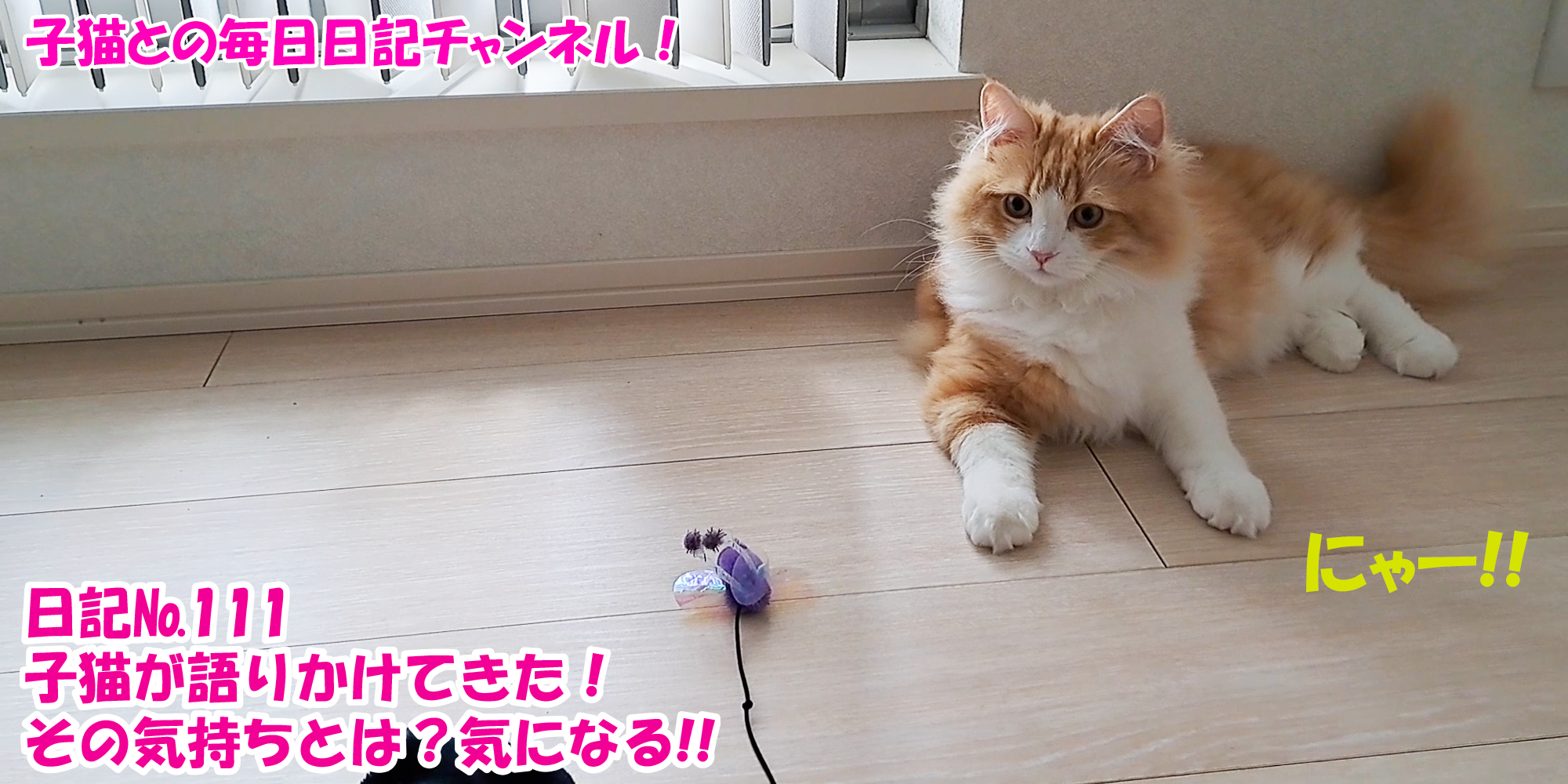 【ネコ】子猫との毎日日記チャンネル！～マロンくん～こねこ日記№171子猫が語りかけてきた！その気持ちとは？気になる！！