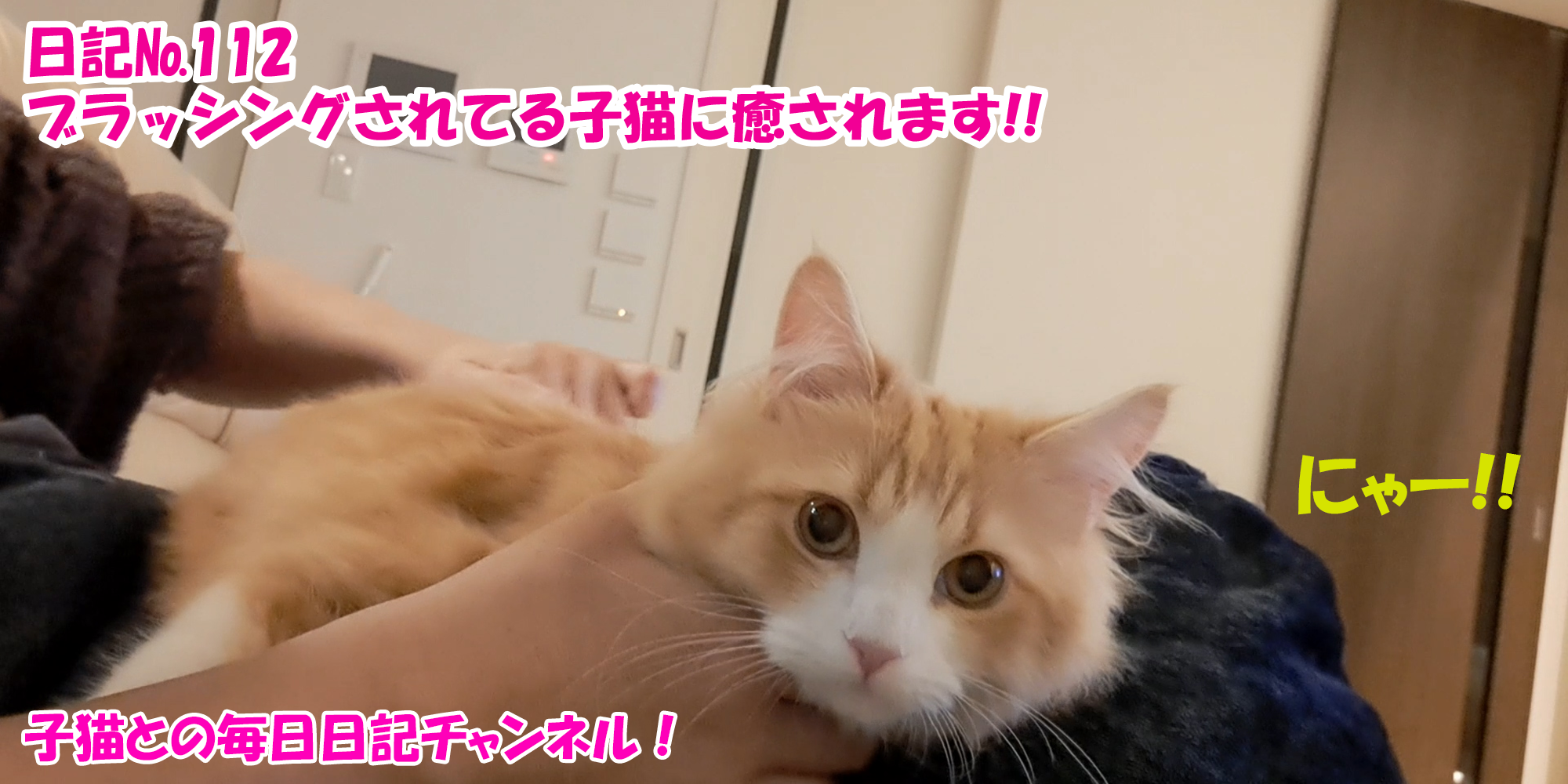 【ネコ】子猫との毎日日記チャンネル！～マロンくん～こねこ日記№112ブラッシングされてる子猫に癒されます！！