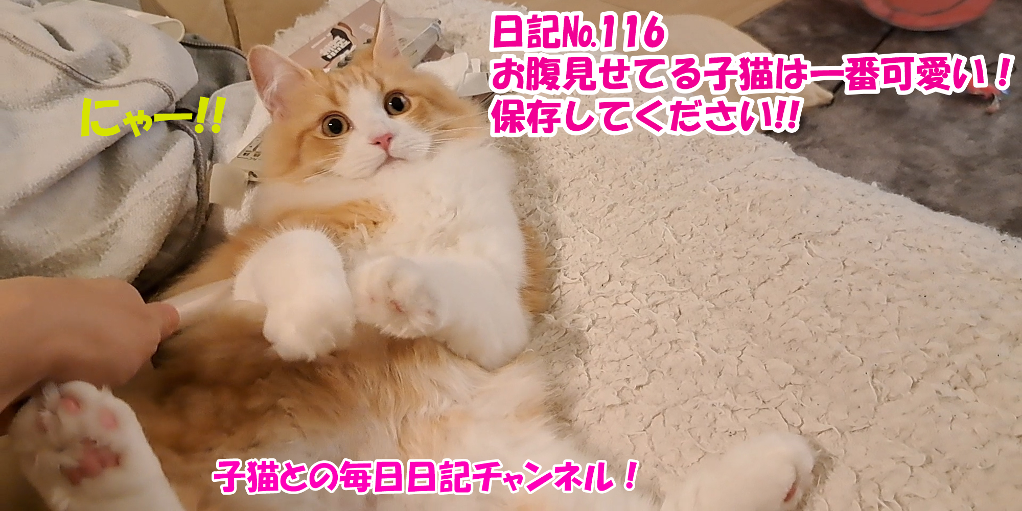 【ネコ】子猫との毎日日記チャンネル！～マロンくん～こねこ日記№116お腹を見せてる子猫は一番可愛い！保存してください！！