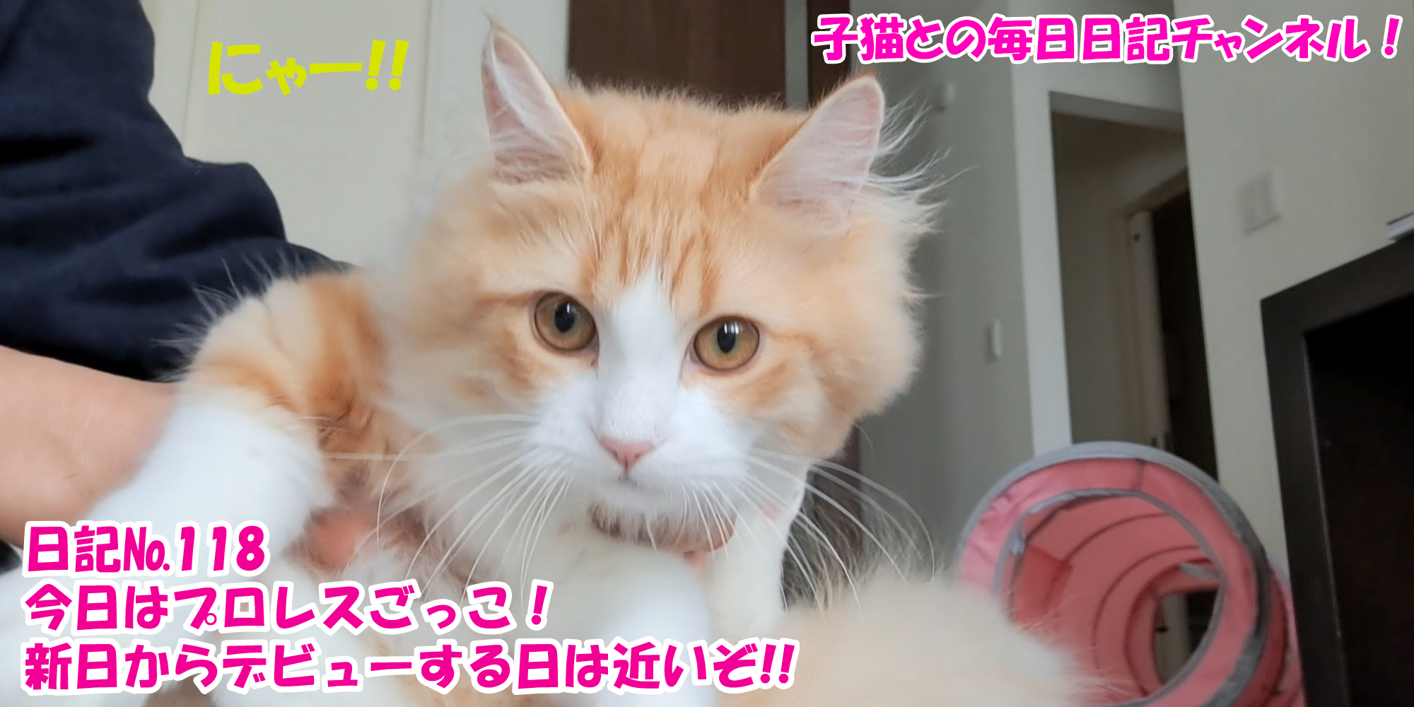 【ネコ】子猫との毎日日記チャンネル！～マロンくん～こねこ日記№118今日はプロレスごっこ！新日からデビューする日は近いぞ！！