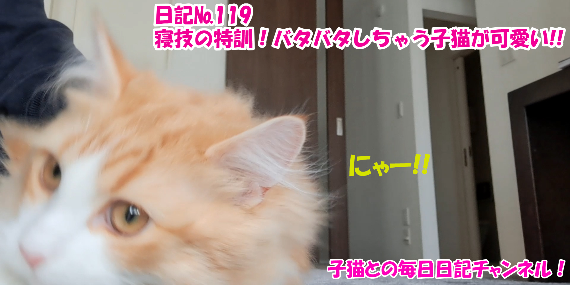 【ネコ】子猫との毎日日記チャンネル！～マロンくん～こねこ日記№119寝技の特訓！バタバタしちゃう子猫が可愛い！！